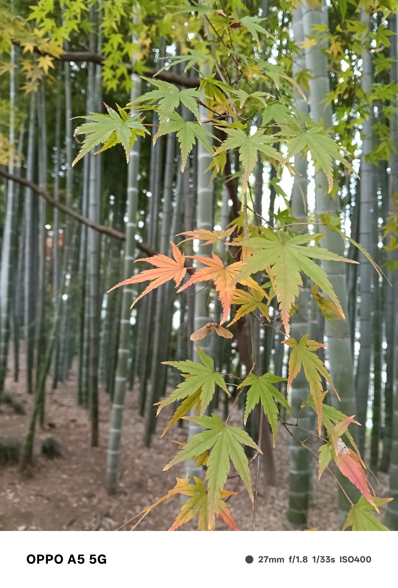 OPPO A5 5Gで撮影した竹林の中に垂れる紅葉した葉の接写。前景の繊細な葉と、奥に広がる竹林の深いボケ表現を示す作例