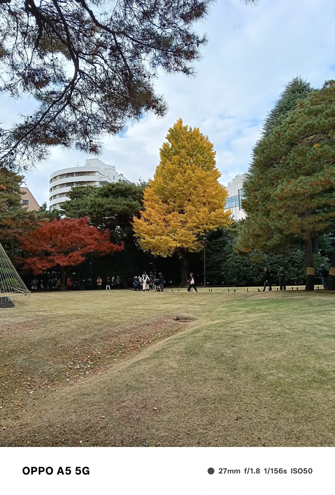 OPPO A5 5Gで撮影した竹林の中に垂れる紅葉した葉の接写。前景の繊細な葉と、奥に広がる竹林の深いボケ表現を示す作例