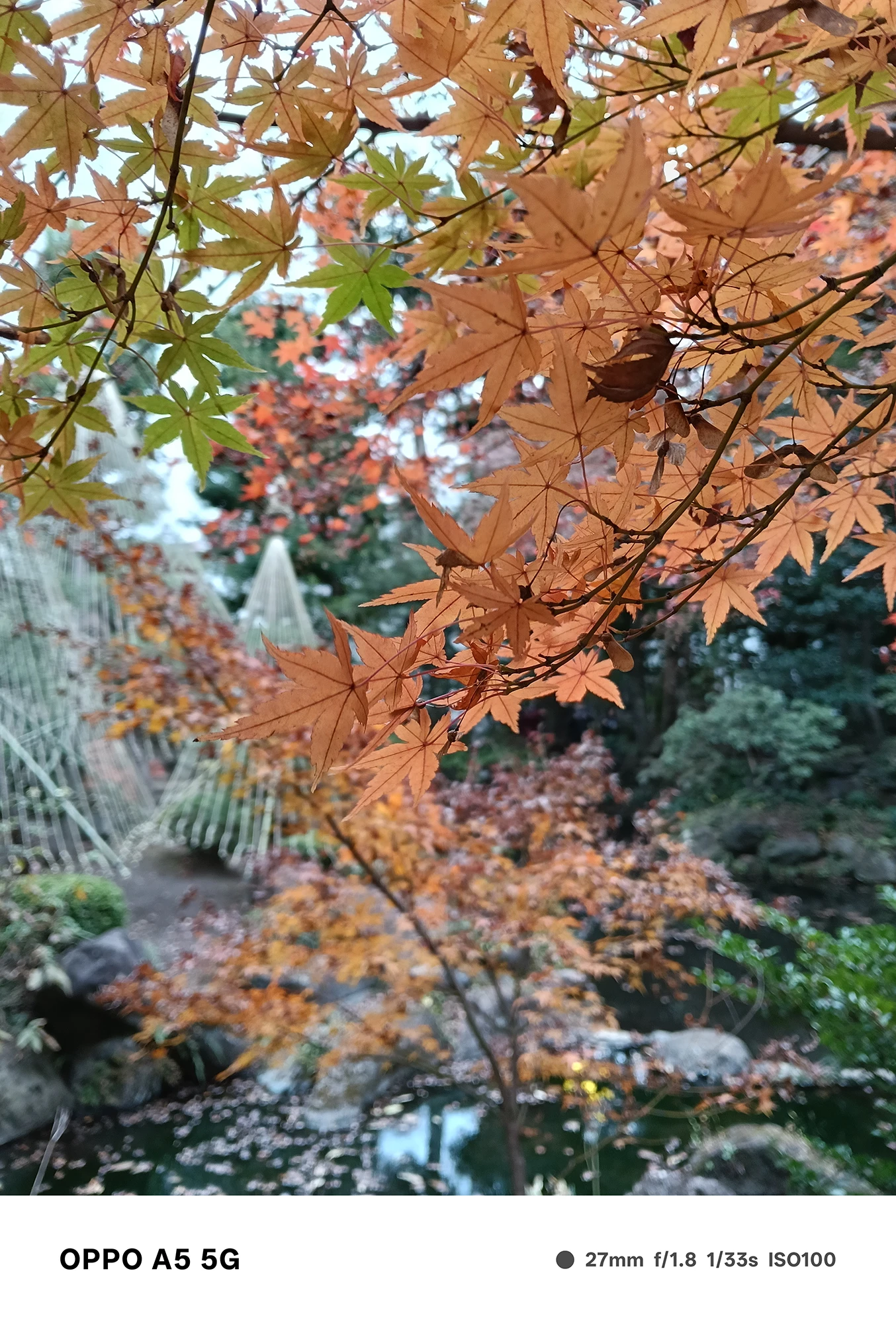 OPPO A5 5Gで撮影した紅葉の接写。橙色と緑の葉を鮮明に描写し、背景には雪吊りの縄が柔らかくぼけて写る秋景色の作例