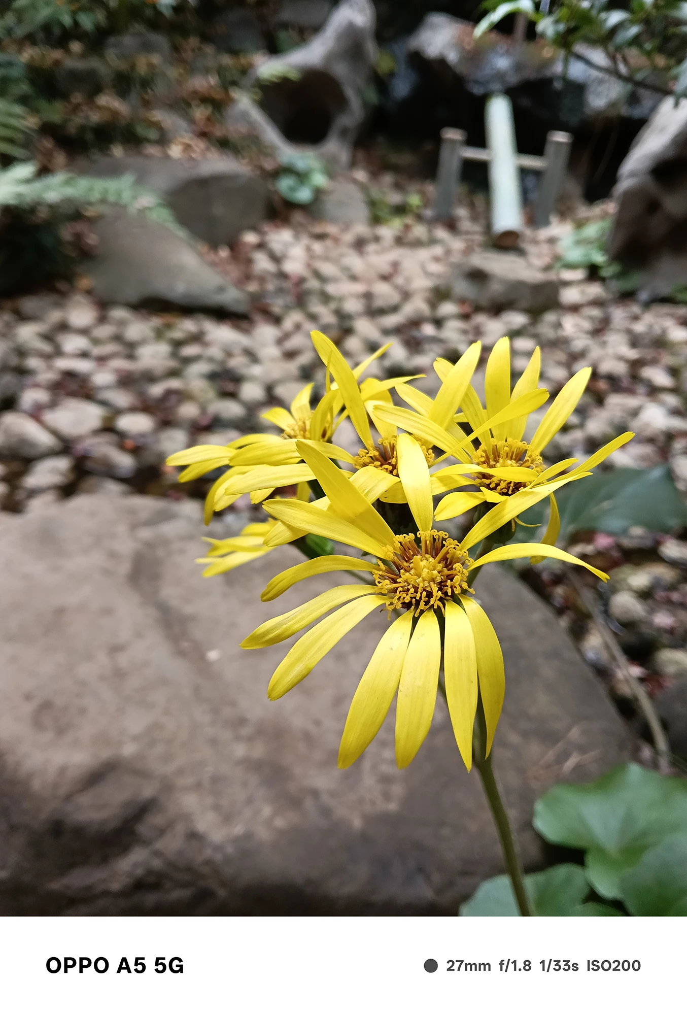 OPPO A5 5Gで撮影した黄色い花の接写。花弁の質感と中心部のディテールが際立ち、背景の石や水場が自然にぼける作例