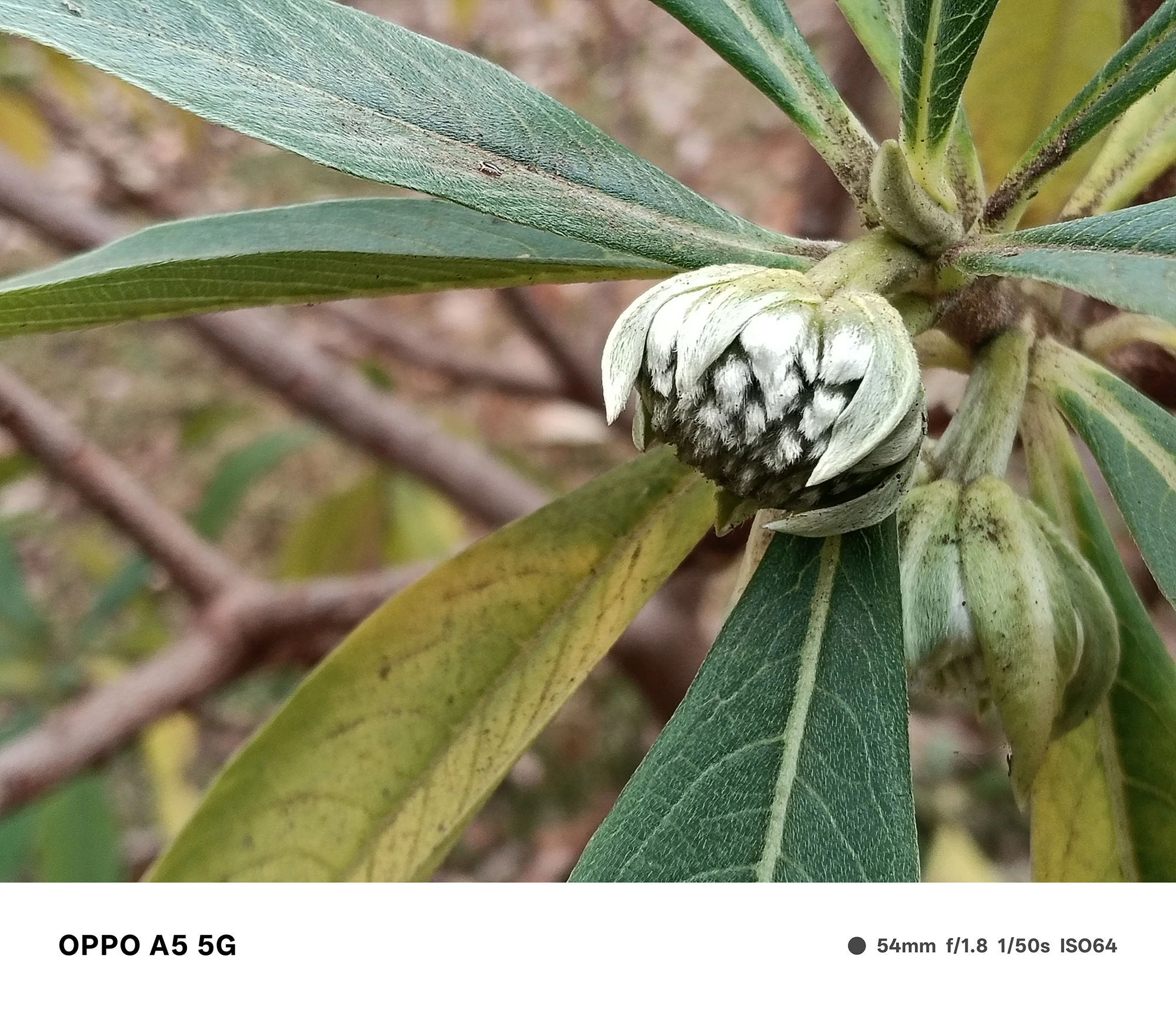 OPPO A5 5Gで撮影した蕾のクローズアップ。葉脈や蕾の模様が高精細に写り、背景が柔らかくぼけるマクロ作例