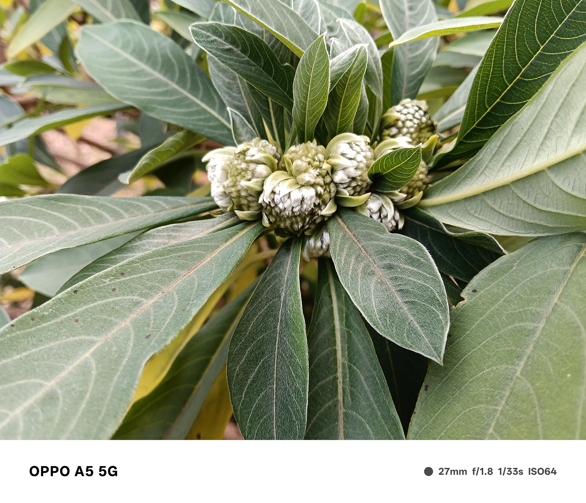 OPPO A5 5Gで撮影した蕾のクローズアップ。葉脈の細かな描写と蕾の質感が高精細に表現されたマクロ寄りの作例