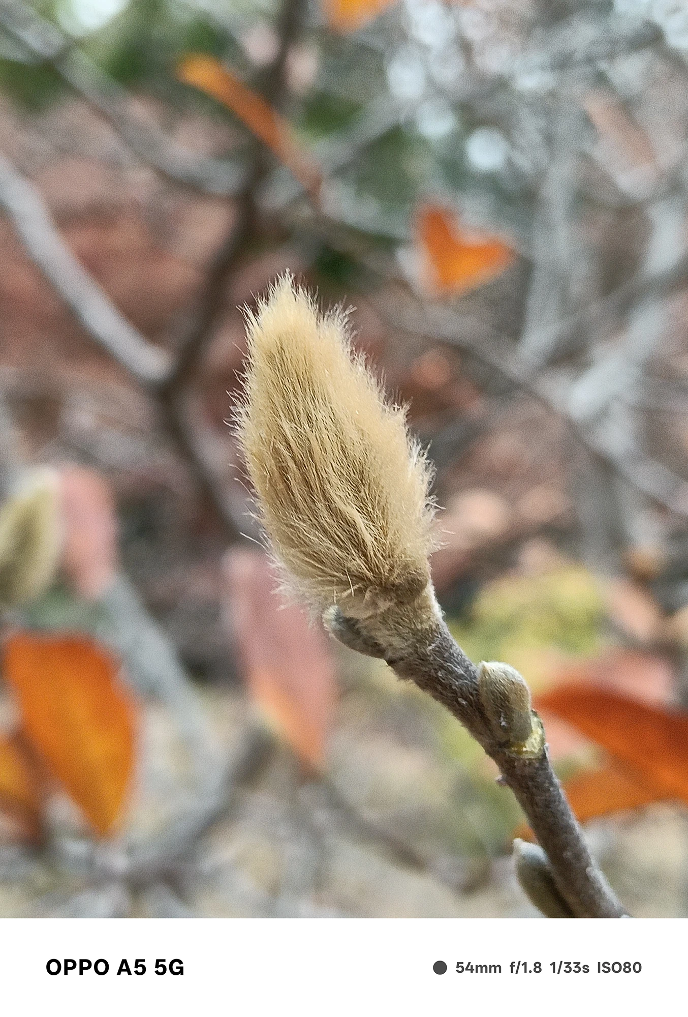 OPPO A5 5Gで撮影した綿毛状の蕾の接写。毛の一本一本まで解像し、背景の紅葉が柔らかくぼけるマクロ作例