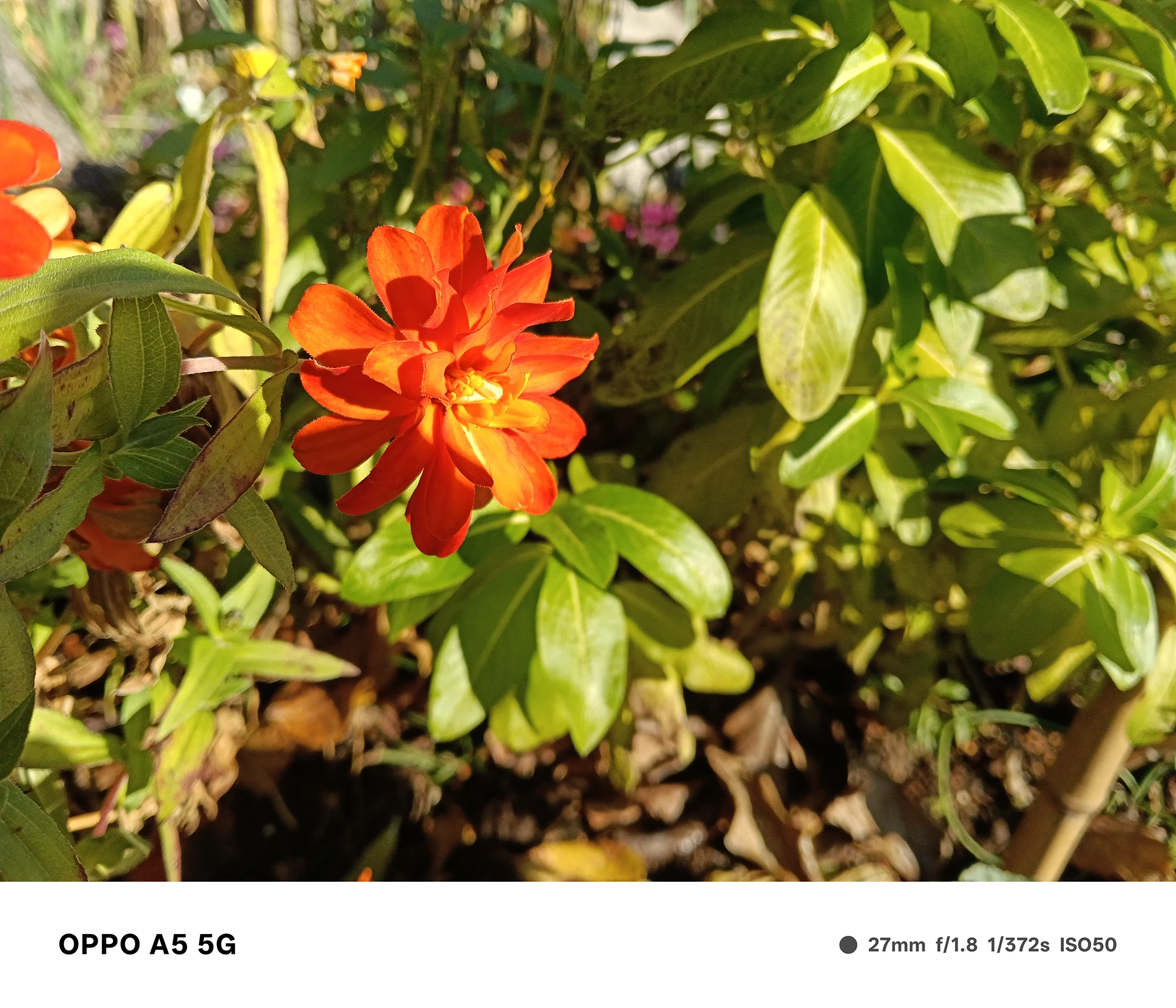 OPPO A5 5Gで撮影したオレンジ色の花のクローズアップ。日差しを受けた花弁が立体的に写り、背景の緑が柔らかくぼける作例