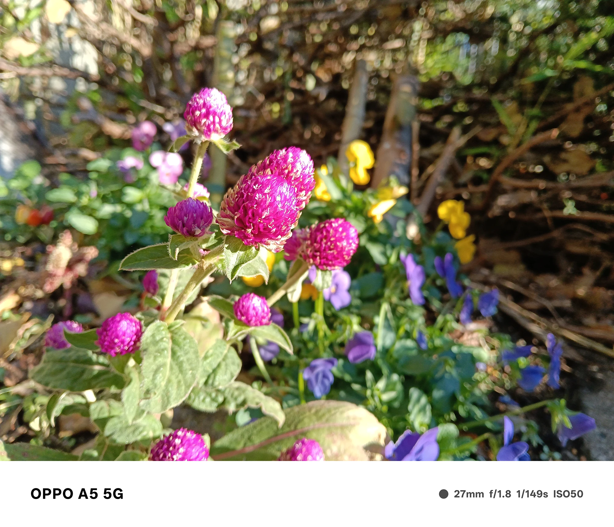 OPPO A5 5Gで撮影した千日紅の接写。鮮やかなピンクの花と、背景に並ぶ紫や黄色の花が美しくぼける発色豊かな作例