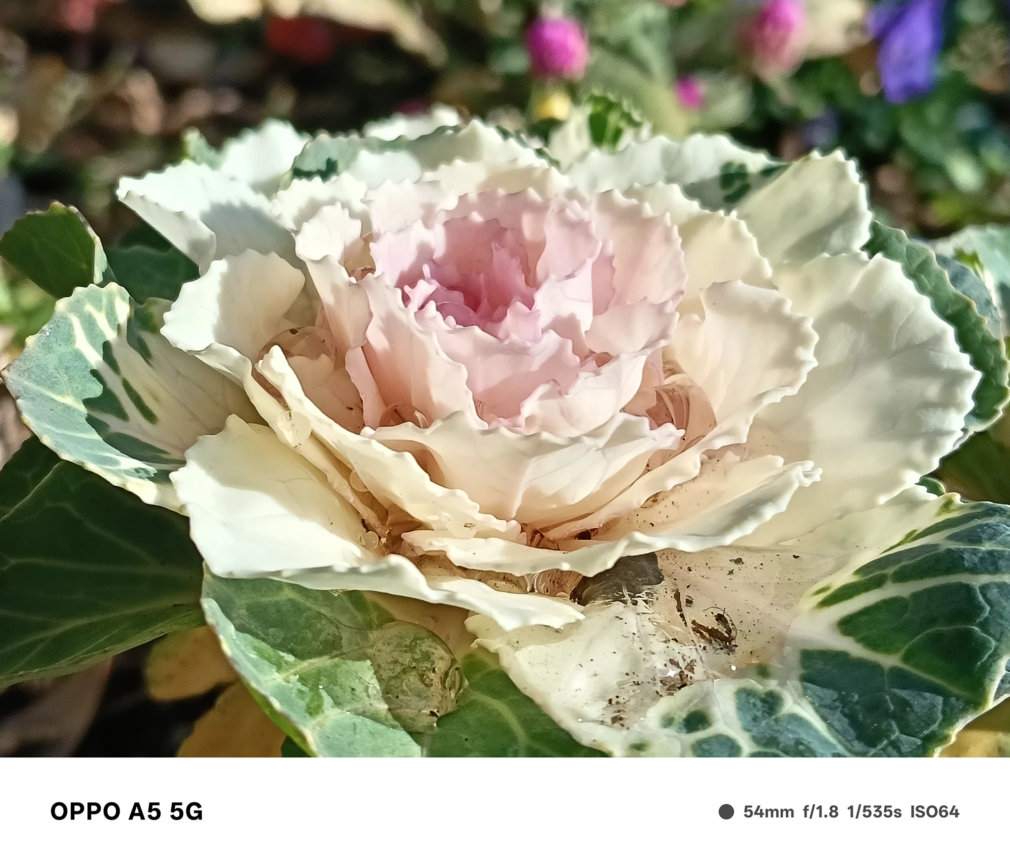 OPPO A5 5Gで撮影した葉牡丹の接写。白から淡いピンクへの色変化が美しく、葉の立体感と質感が細かく描写された作例