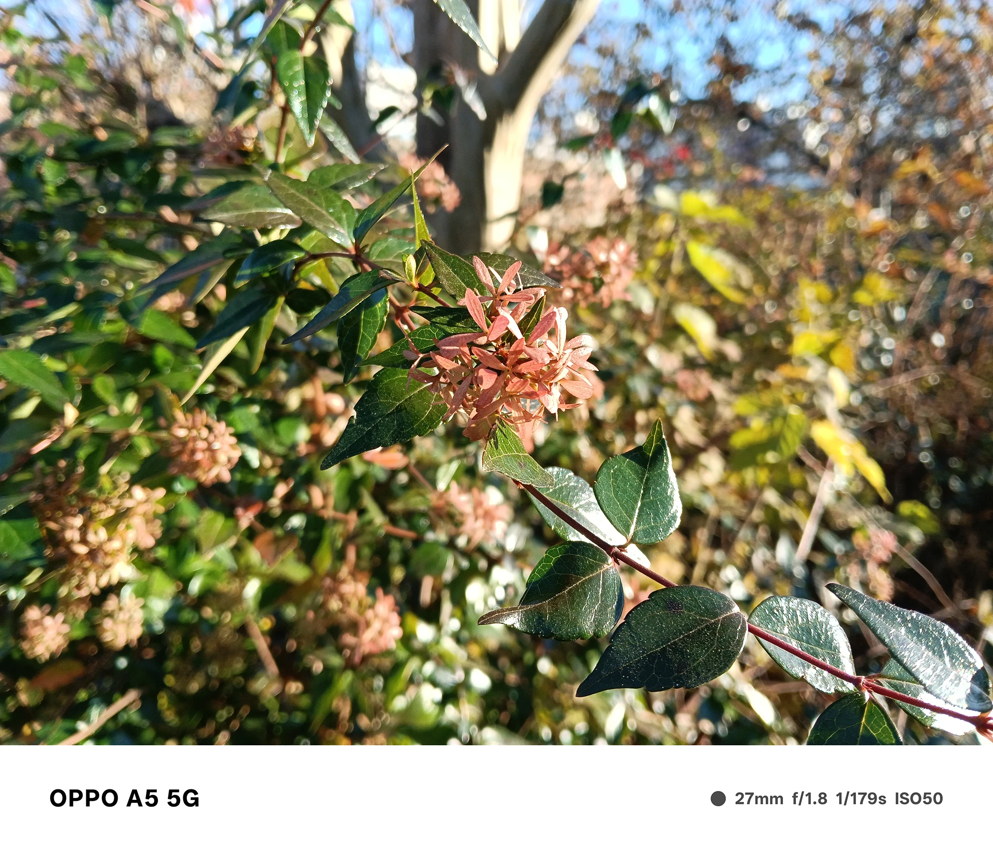 OPPO A5 5Gで撮影した小さな花のクローズアップ。背景の植物が大きくぼけ、被写体の立体感が強調された作例