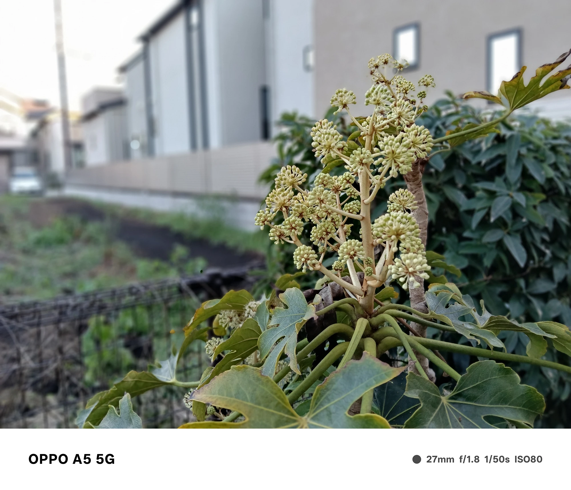 OPPO A5 5Gで撮影した住宅街の植物。淡い黄緑色の小さな花芽をクローズアップし、背景の家並みを大きくぼかした写真