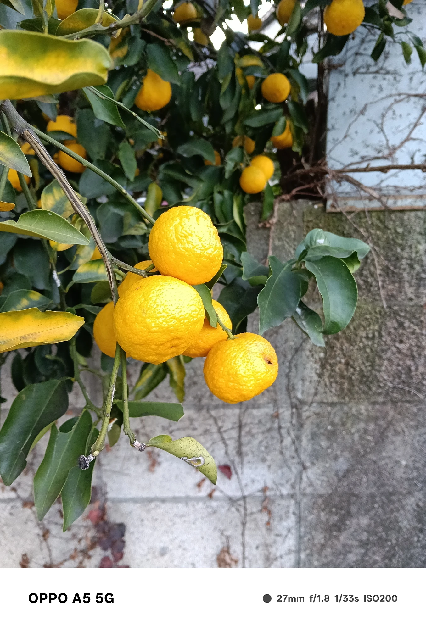 OPPO A5 5Gで撮影した柑橘の実の接写写真。鮮やかな黄色の果実と葉の質感を細かく描写し、自然光下でのディテール再現性を示す作例