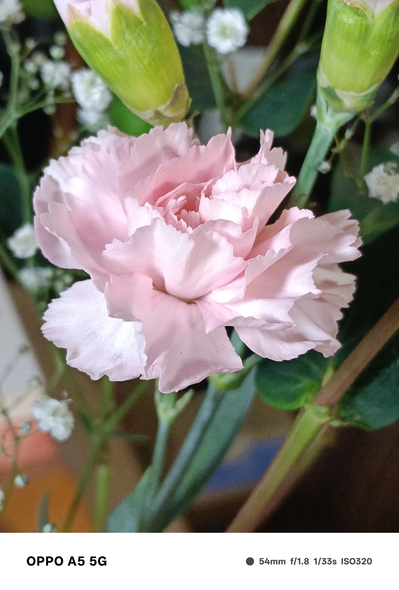 OPPO A5 5Gで撮影したピンク色のカーネーションの接写。花弁の繊細な質感と柔らかなグラデーションが美しく描写された作例