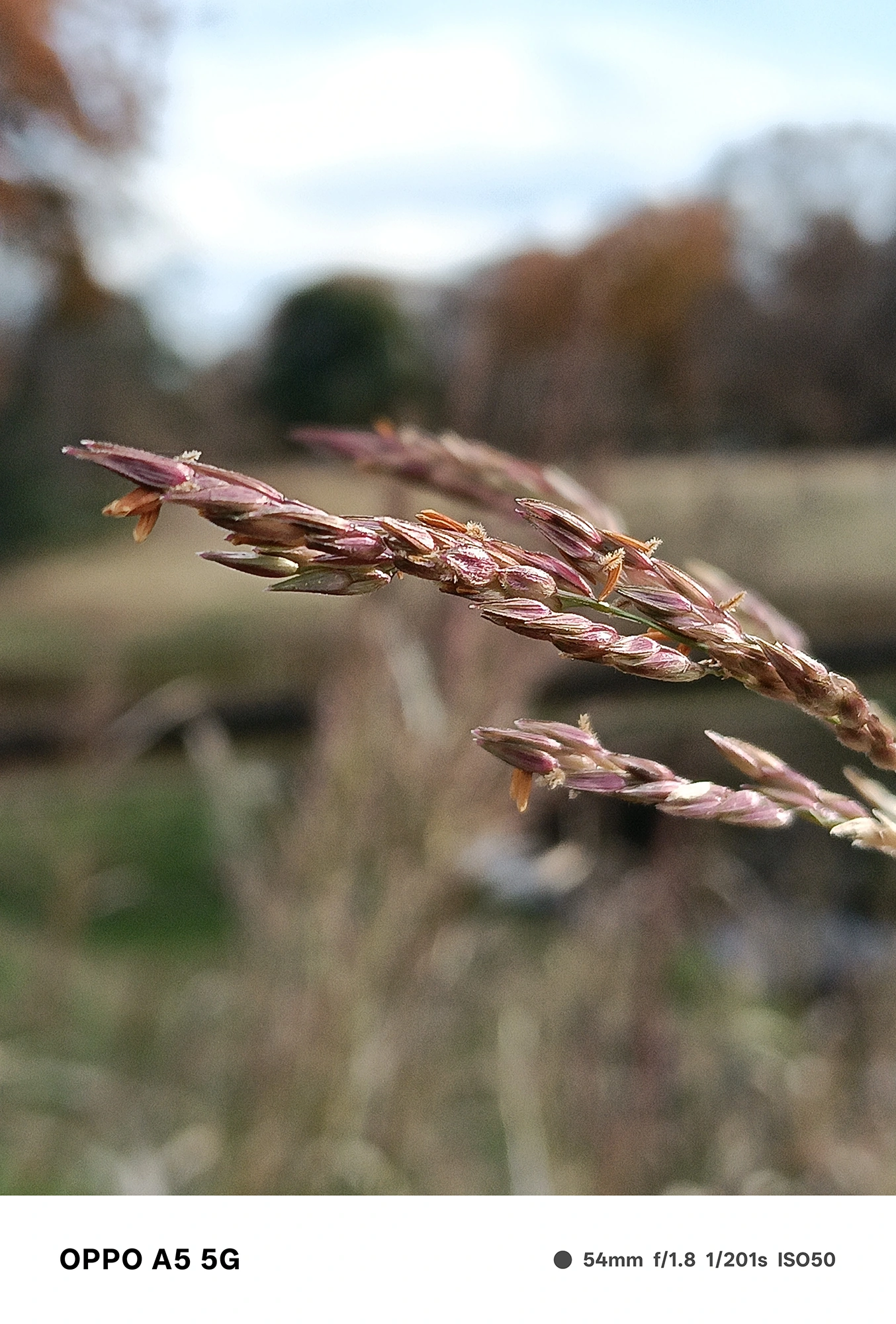 OPPO A5 5Gで撮影した草の穂の接写。細い穂先まで解像し、背景が大きくぼけることで立体感が際立つマクロ作例