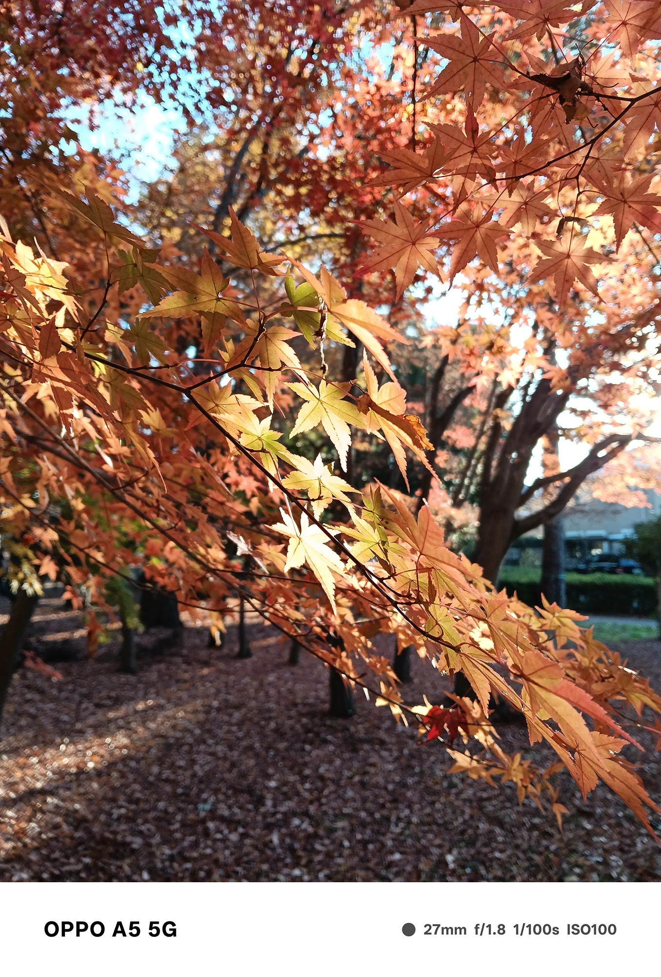 OPPO A5 5Gで撮影した逆光下の紅葉。葉の透過光が鮮やかに表現され、背景の秋色の木々が柔らかくぼける作例