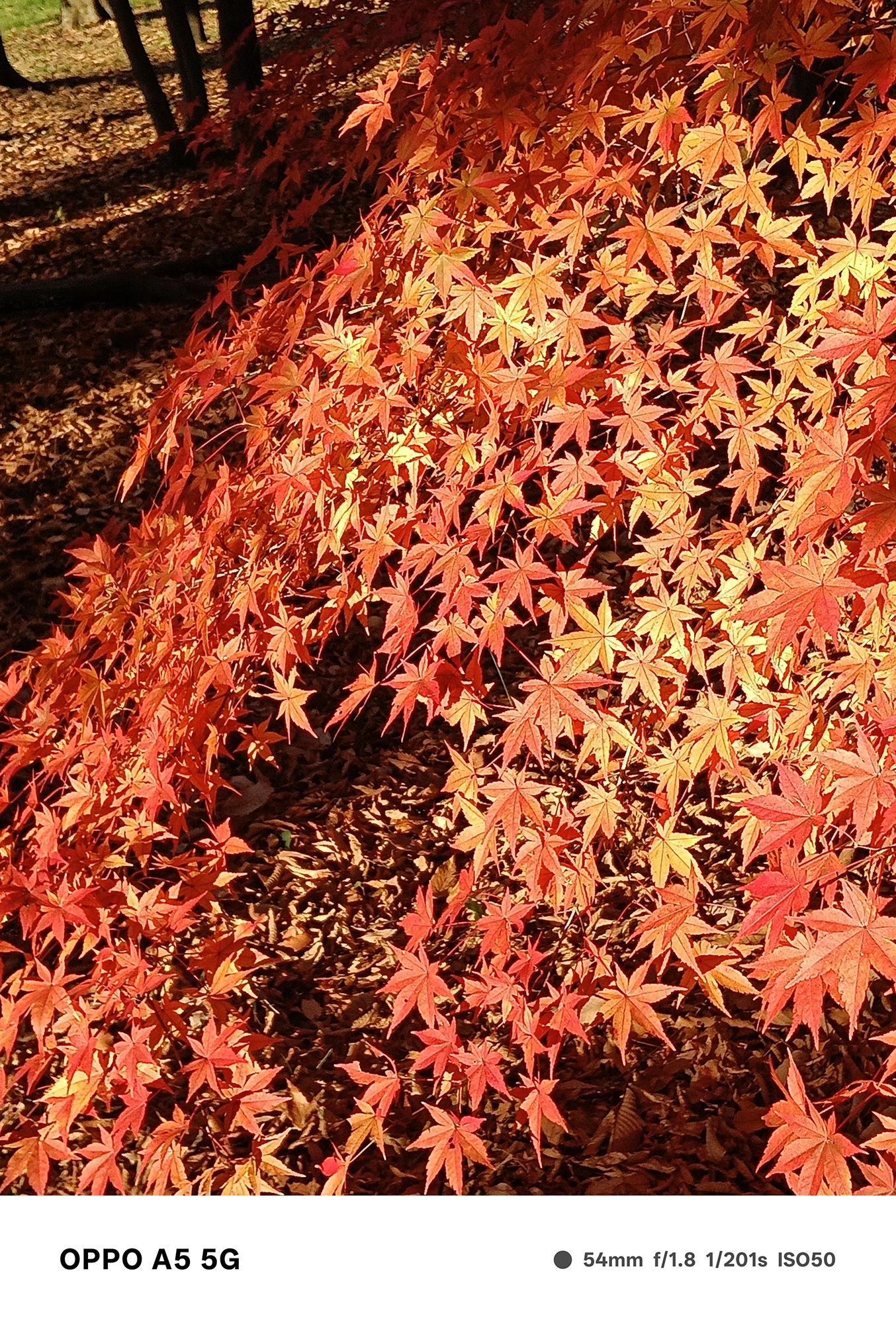 OPPO A5 5Gで撮影した赤く色づいたモミジの群生。太陽光を受けた葉の質感と陰影が細かく描写された秋の風景