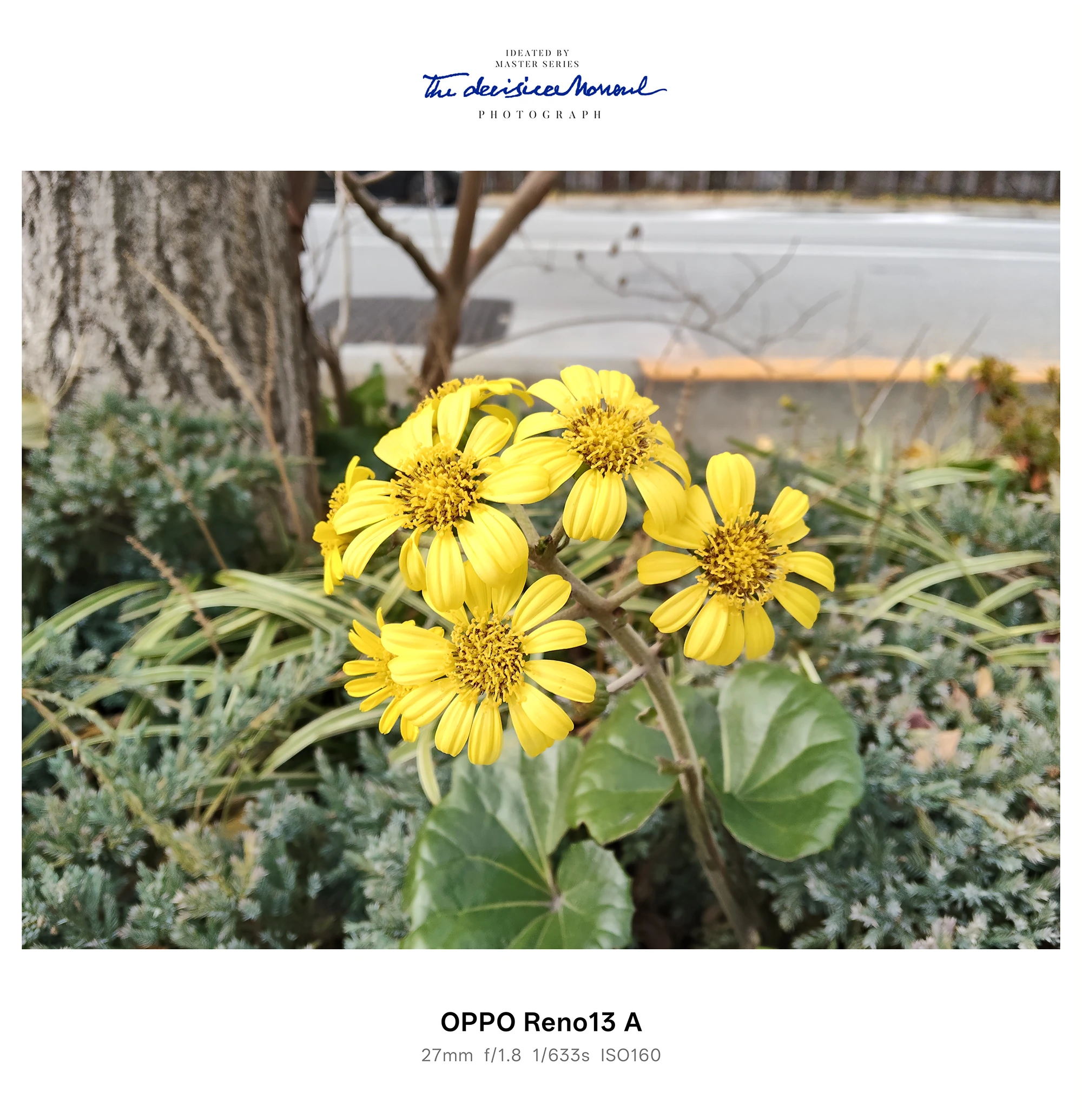 黄色い花（ツワブキ系）の房を中心にした接写、花壇の背景ボケ（OPPO Reno13 A）