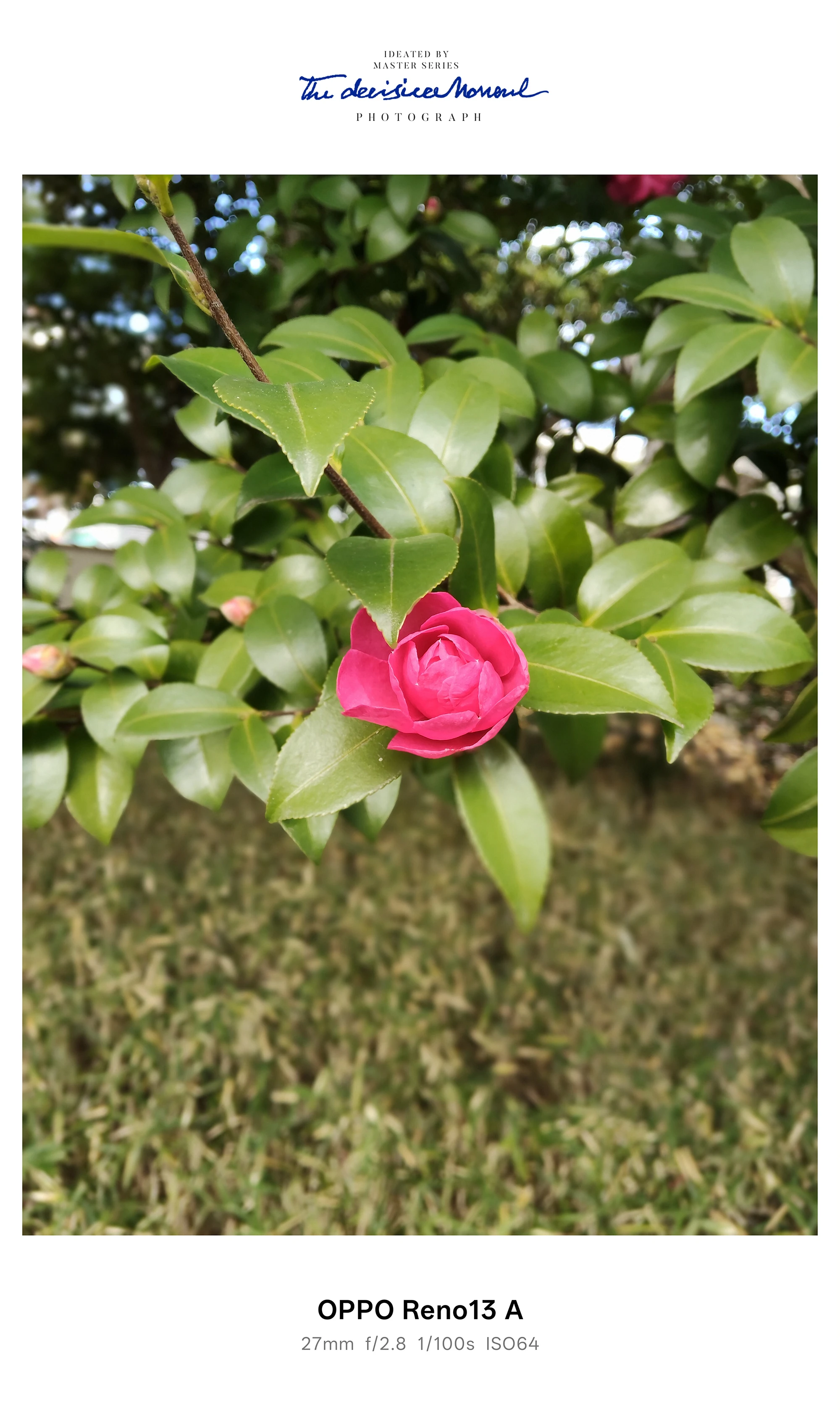 赤いツバキのつぼみの接写、艶のある葉の中に咲く（OPPO Reno13 A）