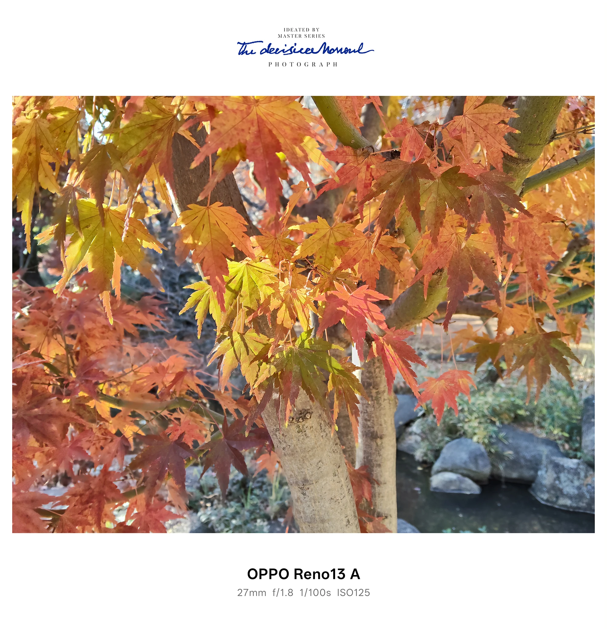 逆光で色づくモミジの紅葉、枝越しの秋景色（OPPO Reno13 A）