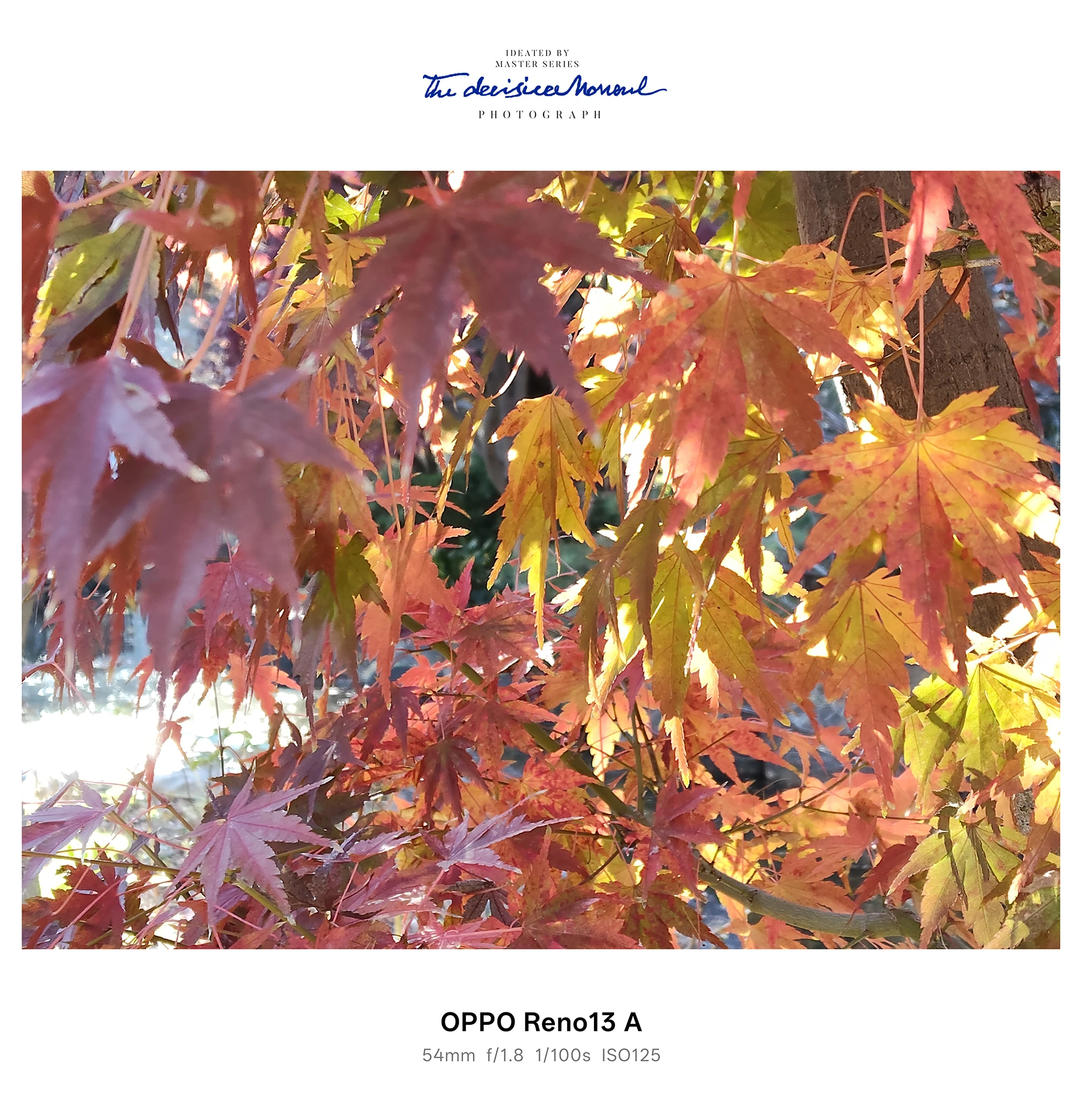 OPPO Reno13 A 作例：逆光に透ける紅葉（赤・黄のモミジの葉の重なり）