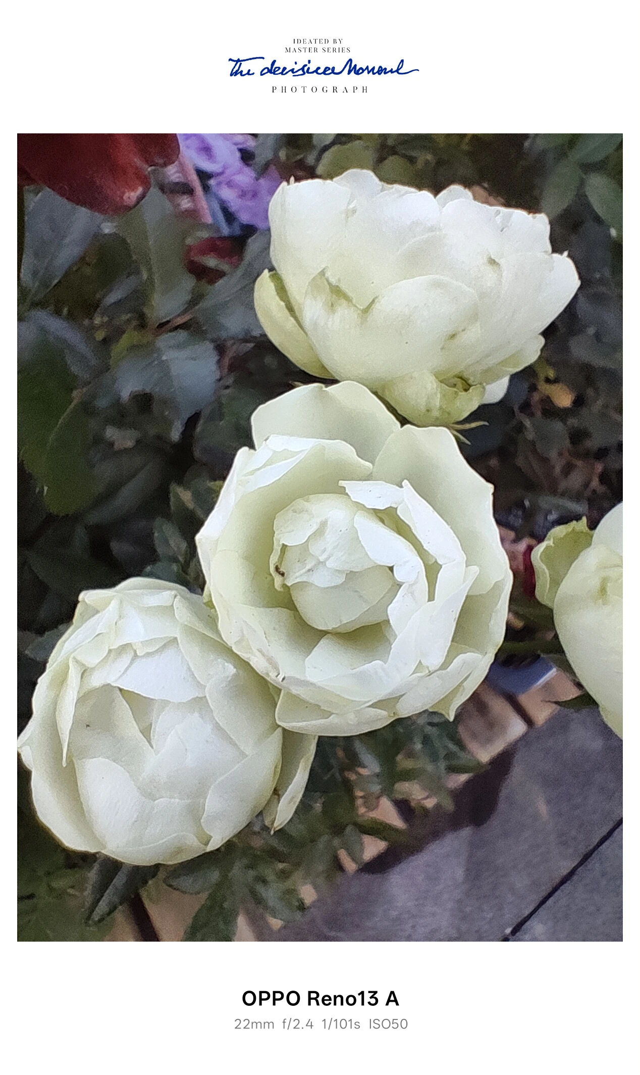 OPPO Reno13 Aのマクロ撮影サンプル。白いバラの花びらを近距離で撮影し質感を再現。