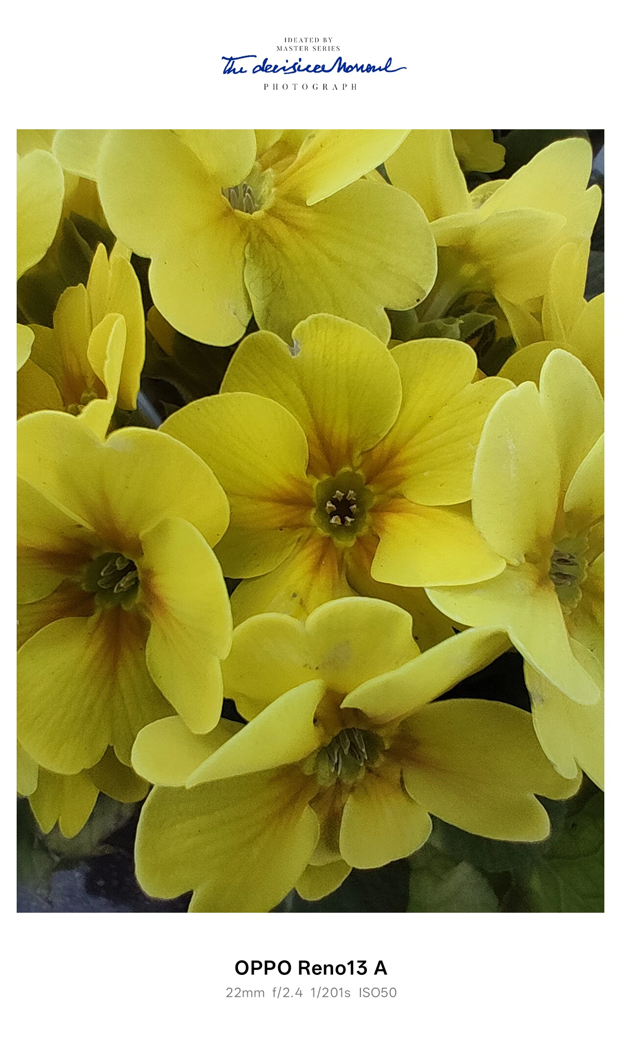 OPPO Reno13 A マクロ作例：黄色い花びらを持つ小花群を撮影したディテール描写（ISO50）