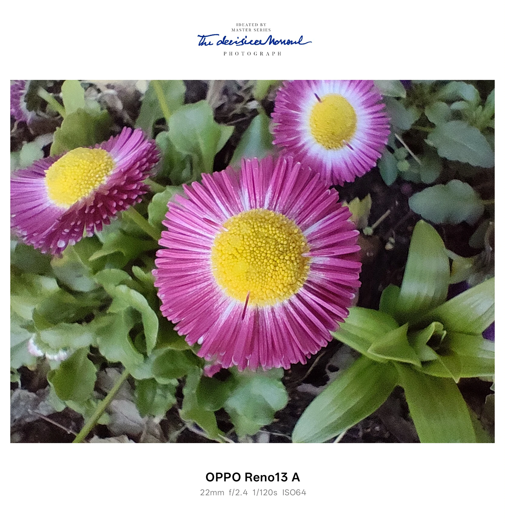 OPPO Reno13 A マクロ作例：ピンクの花と黄色の中心部を鮮明に写した接写（ISO64）