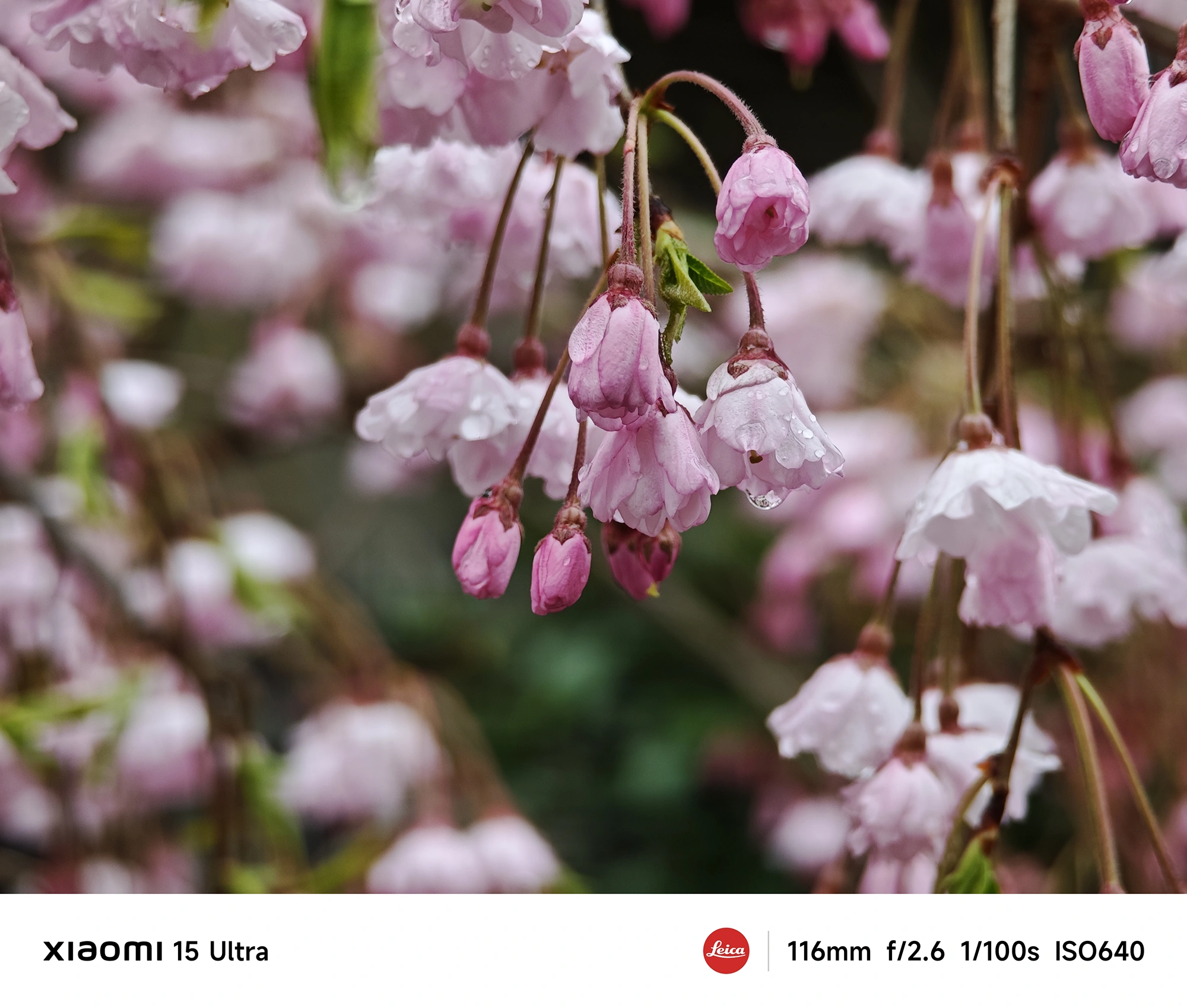 雨粒をまとった枝垂れ桜のつぼみと花をクローズアップしたボケ味のある写真(Xiaomi 15 Ultra/116mm)