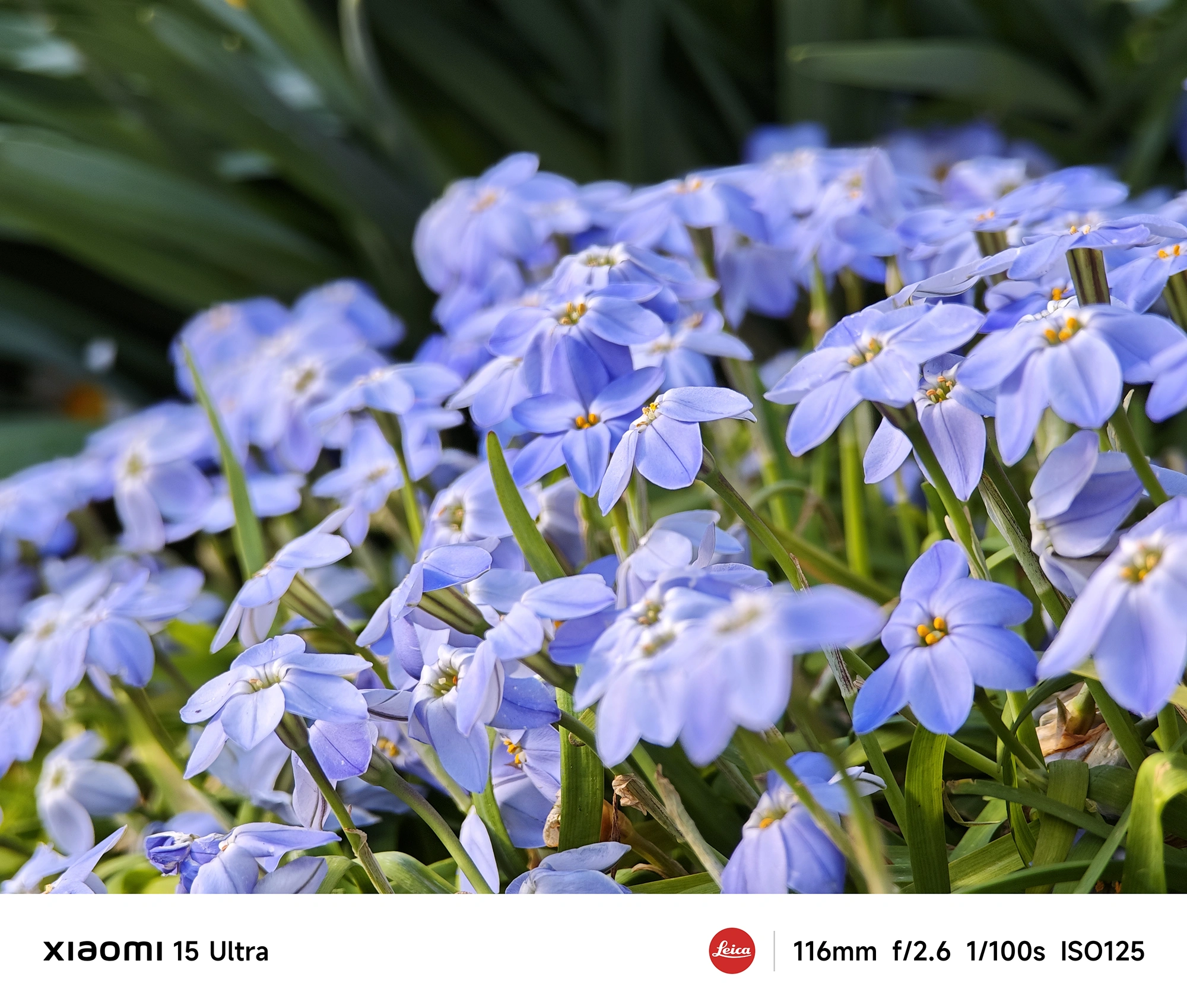 青い小花が群生する花壇を浅い被写界深度で切り取った接写(Xiaomi 15 Ultra/116mm)