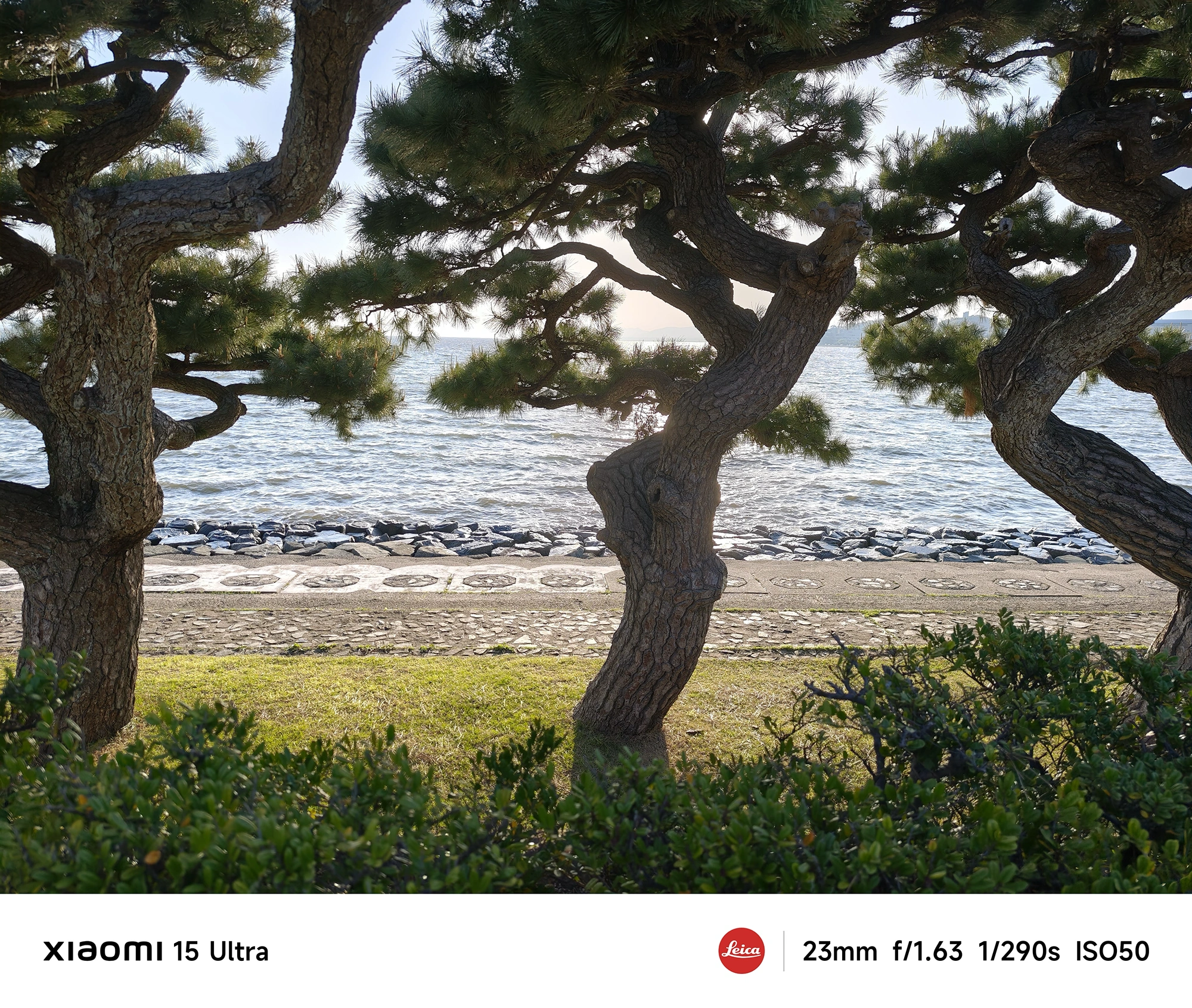 Xiaomi 15 Ultra作例:海辺の松並木と波打ち際、木のシルエット越しに海を写す風景(23mm)