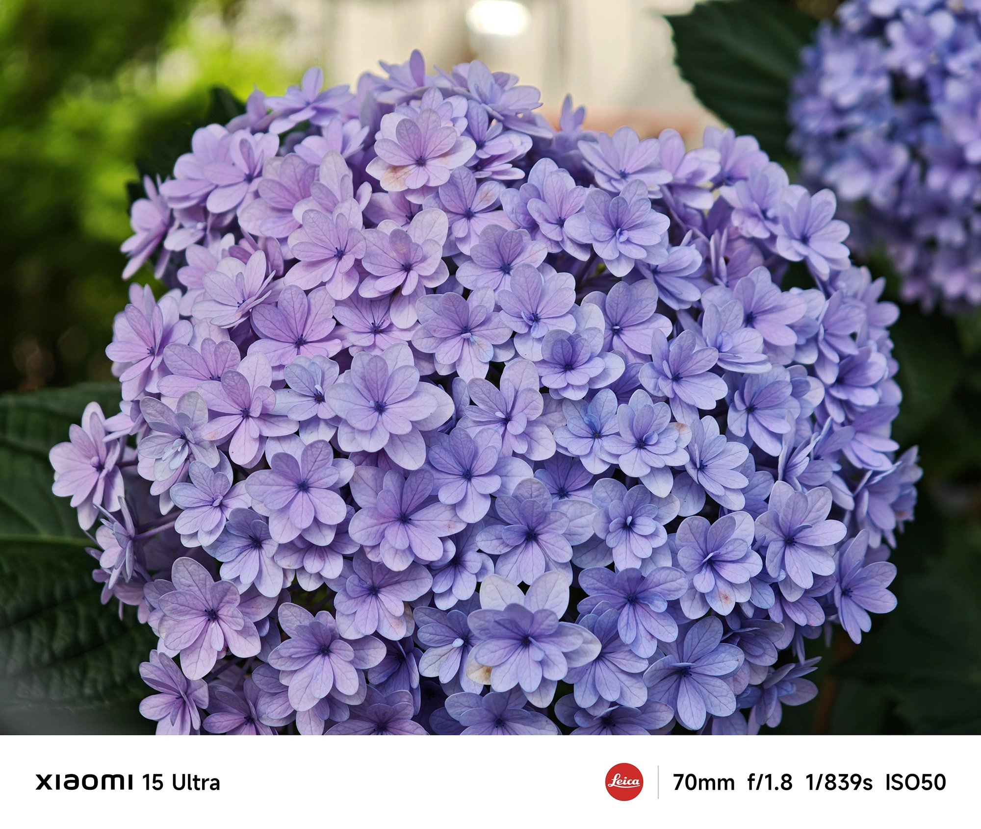 紫陽花(アジサイ)の花房をクローズアップ、花びらの質感まで写したマクロ風ショット(Xiaomi 15 Ultra/70mm)