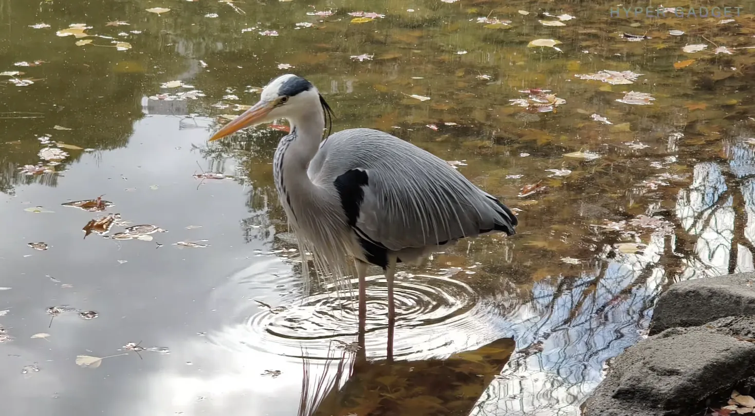 Xiaomi 15T Proの5倍望遠で撮影したアオサギ、池の水面と波紋、落ち葉の情景