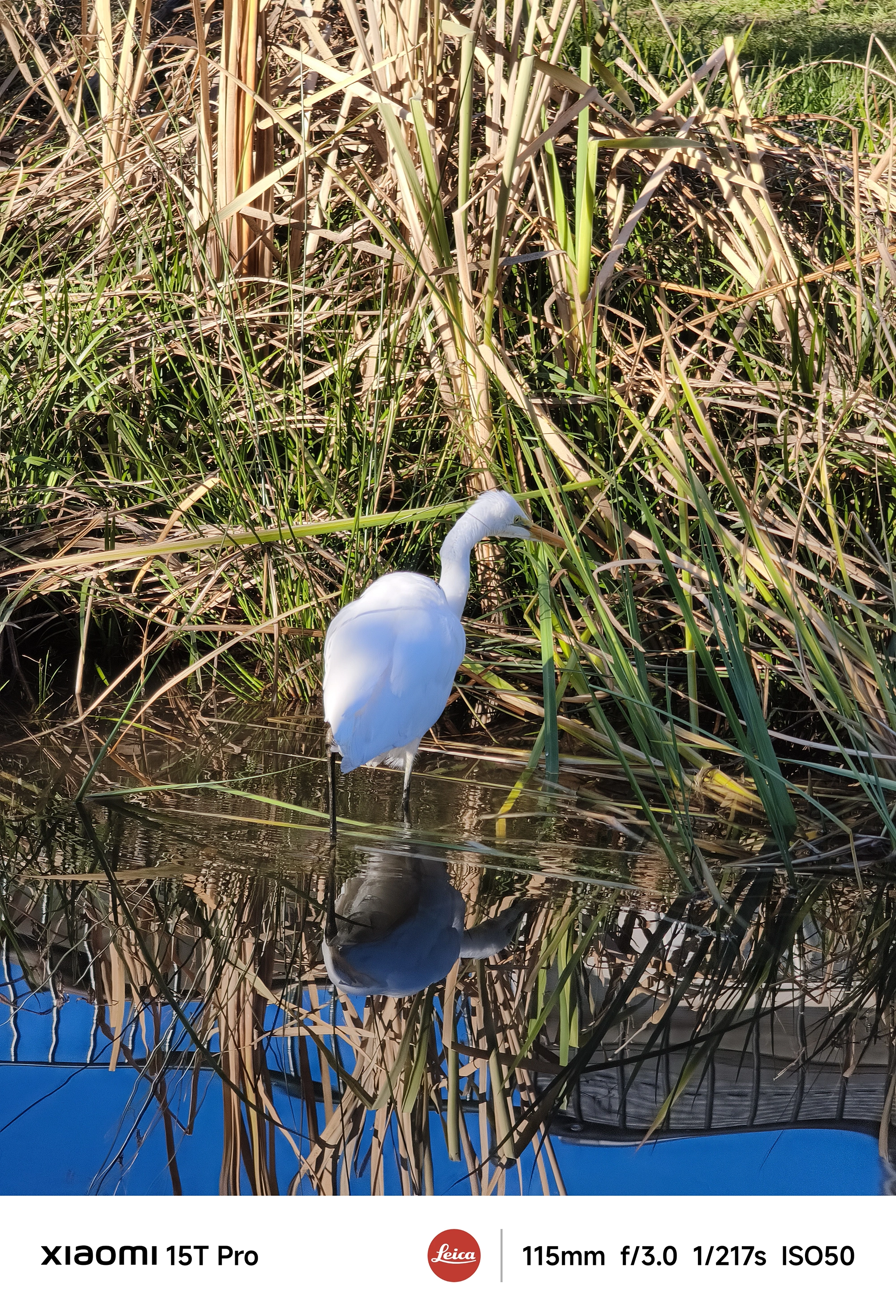 Xiaomi 15T Proの5倍望遠カメラで捉えた白サギ、草むらの浅瀬で休む姿と鏡面の反射