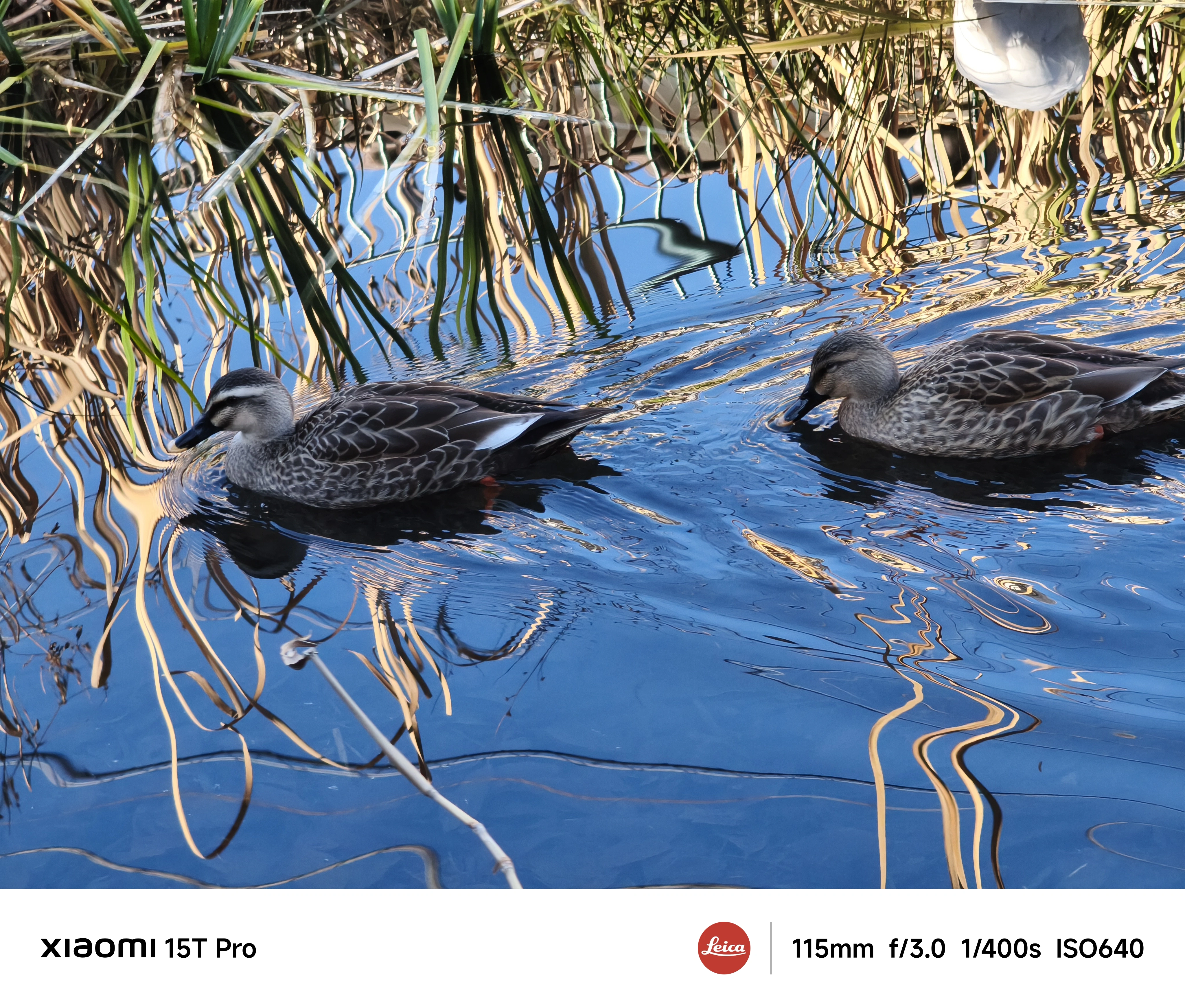 Xiaomi 15T Proのペリスコープ5倍望遠で撮影したカモ2羽、波紋と水面の反射が美しい野鳥ショット
