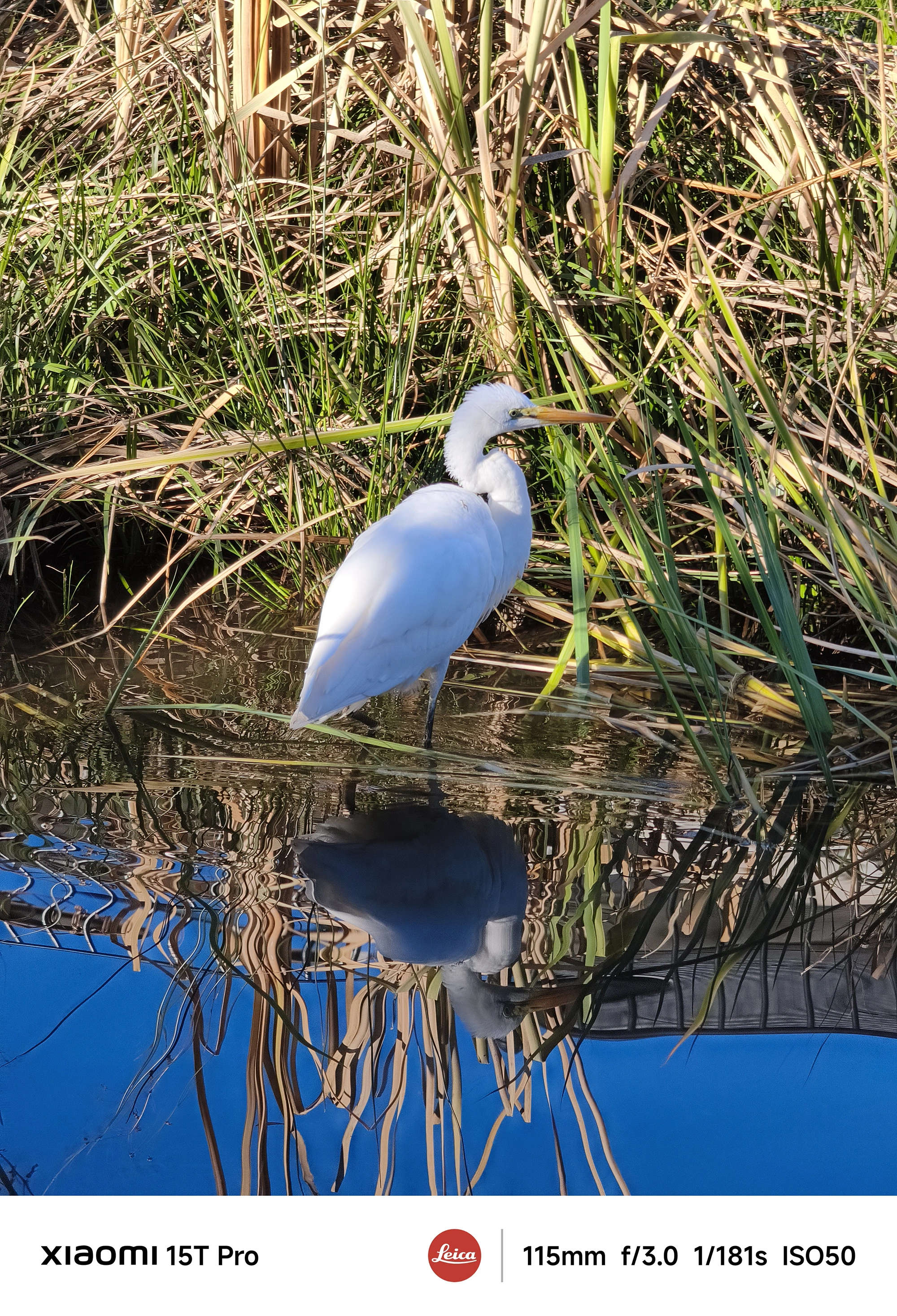 Xiaomi 15T Pro 5倍望遠で撮影した白サギ、葦の水辺に佇み水面にくっきり映り込む瞬間