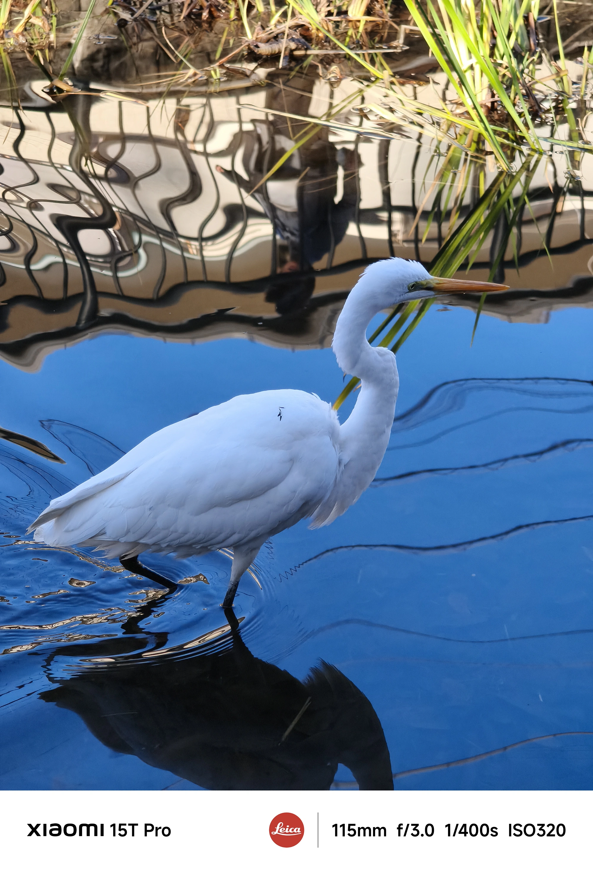 Xiaomi 15T Proのペリスコープ5倍望遠(115mm)で撮影した白サギの横顔、水面の反射が映える野鳥写真