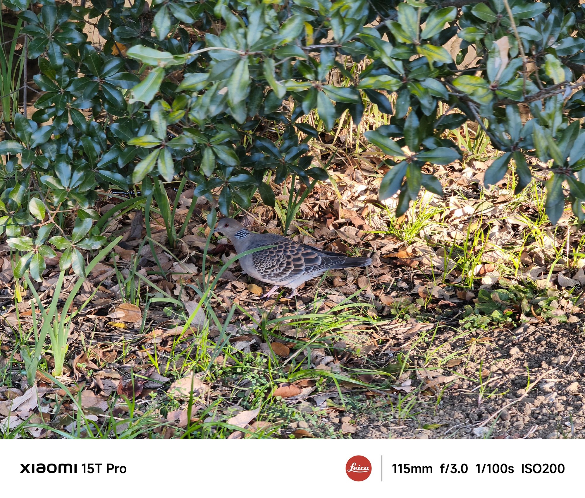 Xiaomi 15T Proの5倍望遠で撮影したキジバト、木陰の落ち葉の上で休む姿を遠距離から鮮明に捉える