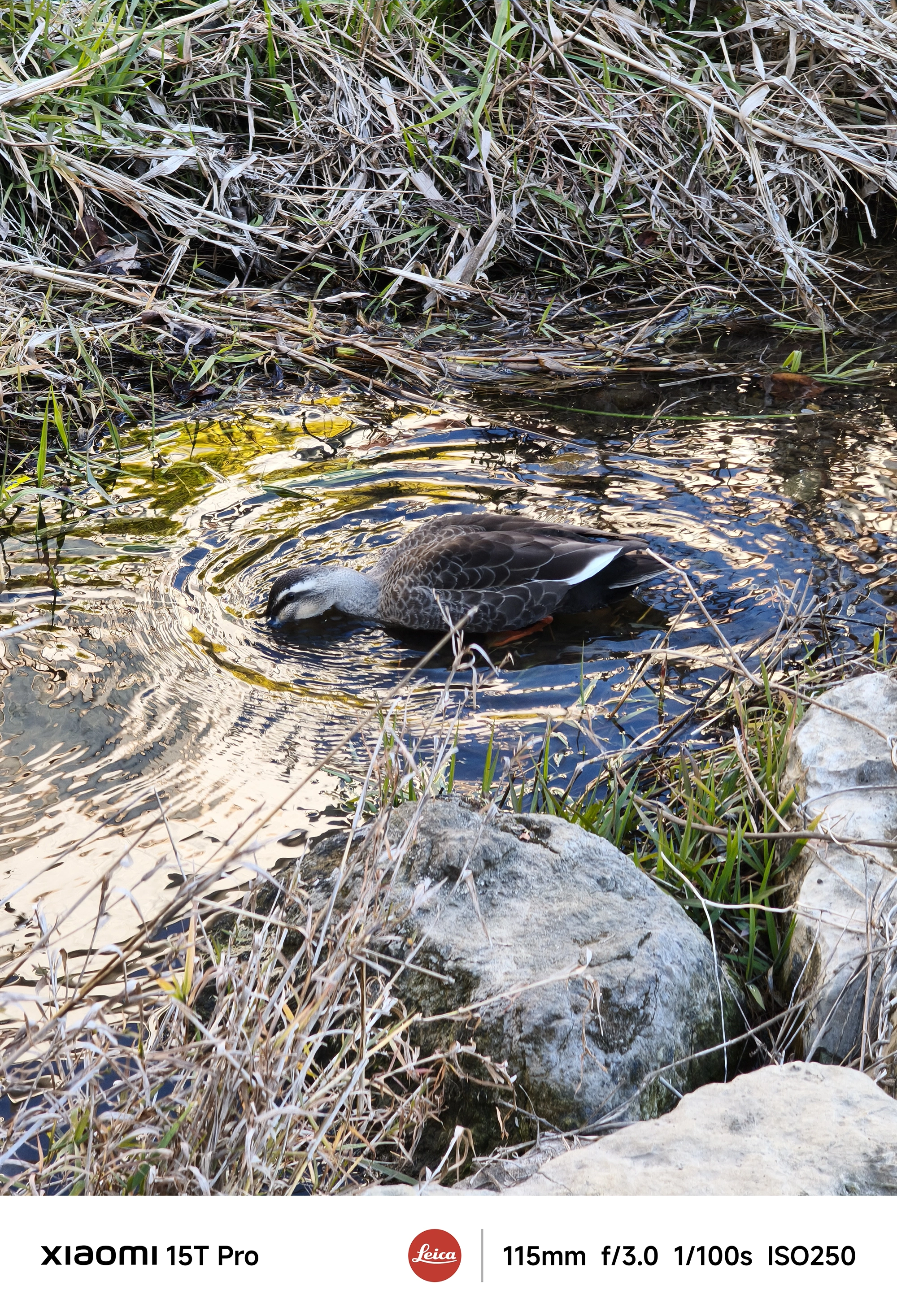Xiaomi 15T Pro 5倍望遠(115mm)で撮影したカモの水浴び、波紋が広がる小川のクローズアップ