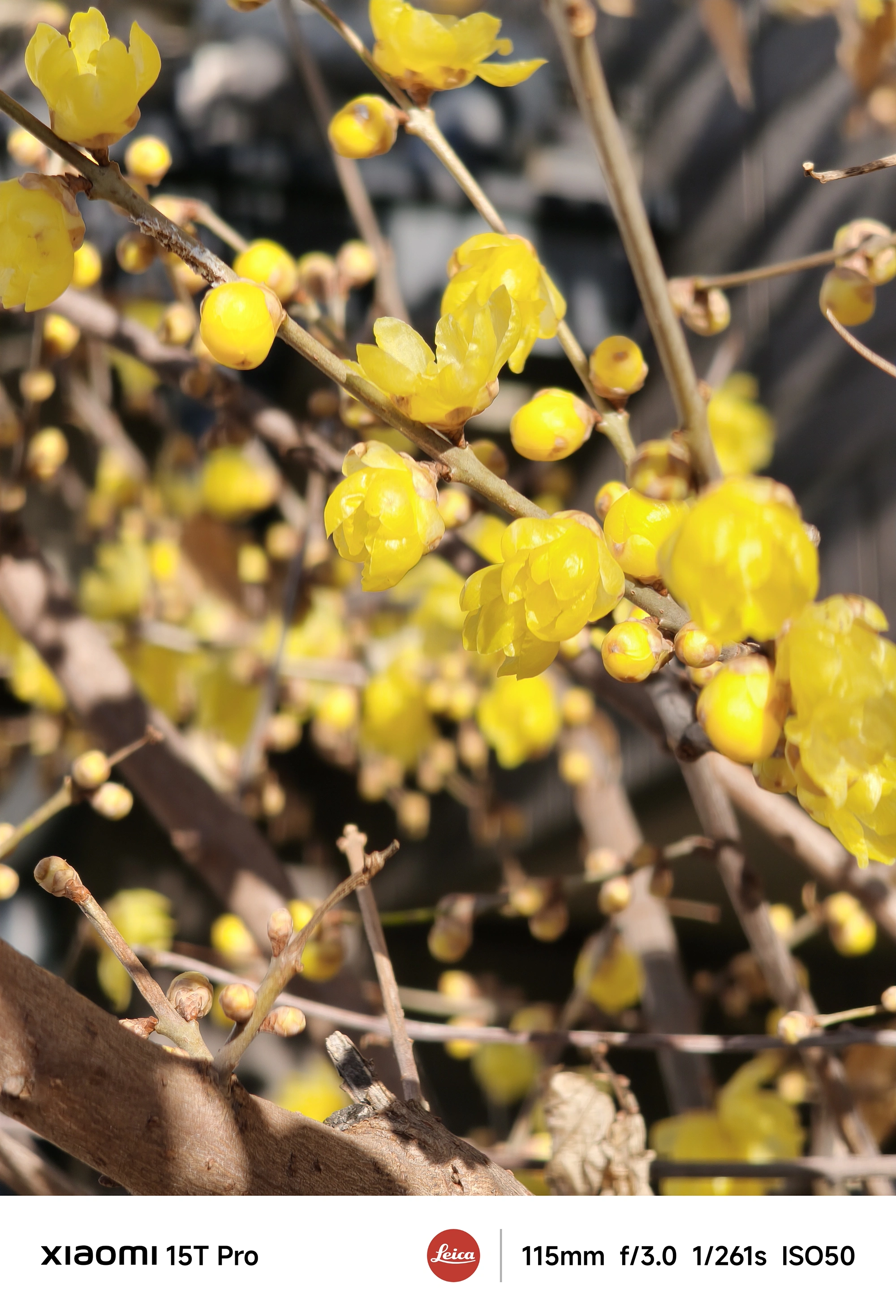 Xiaomi 15T Proの5倍望遠で撮影した黄色い花とつぼみ、前後ボケで花びらの透明感を引き出したクローズアップ