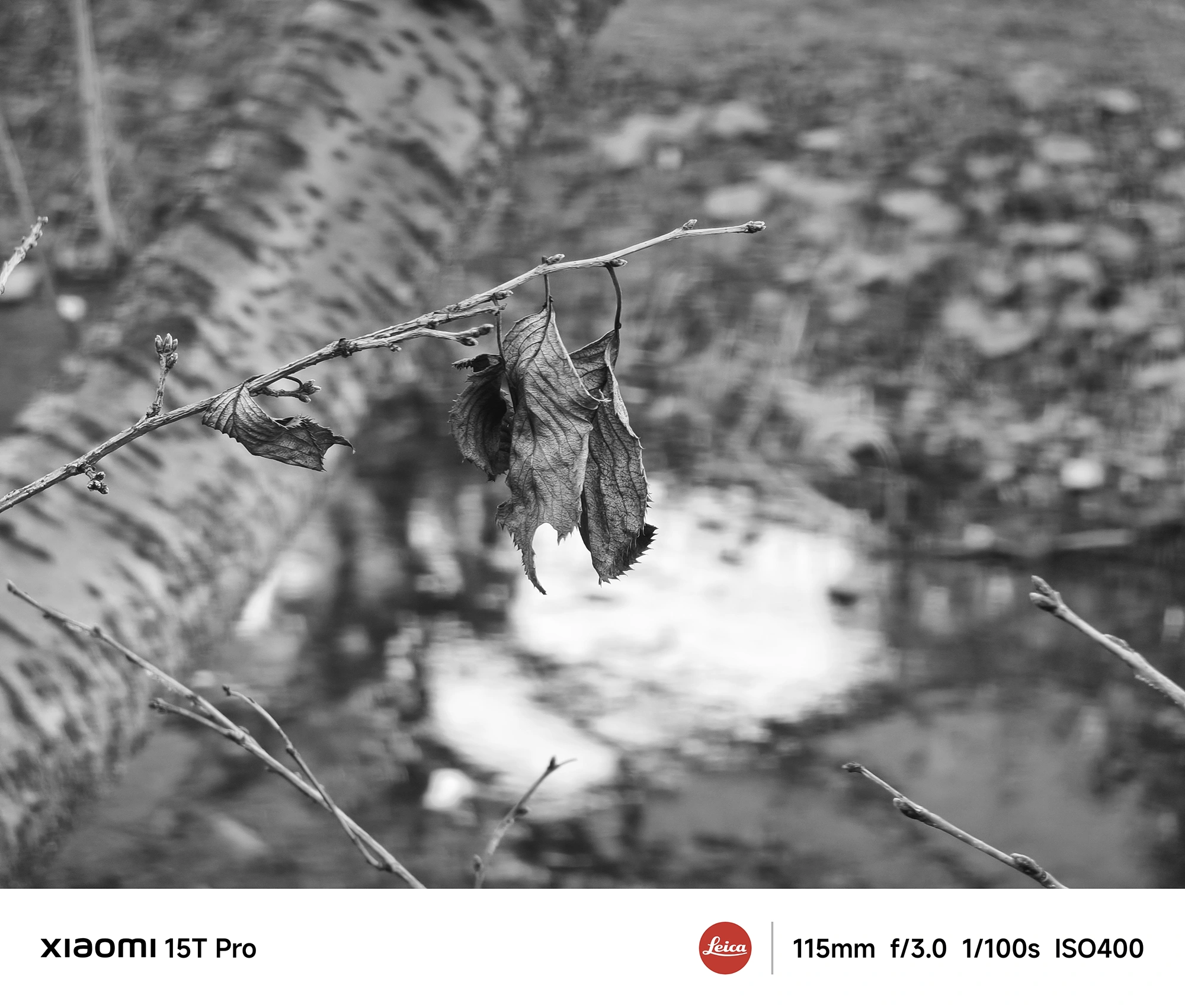 Xiaomi 15T Proのペリスコープ5倍望遠で撮影したモノクロ、枯れ葉の質感と川面のボケを強調した一枚