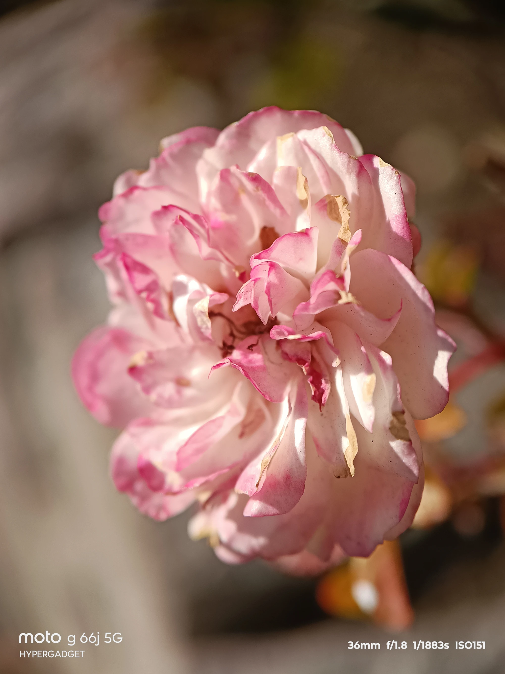 moto G66j 5G マクロレンズ作例:淡いピンクの八重咲き花びらを接写した質感と陰影