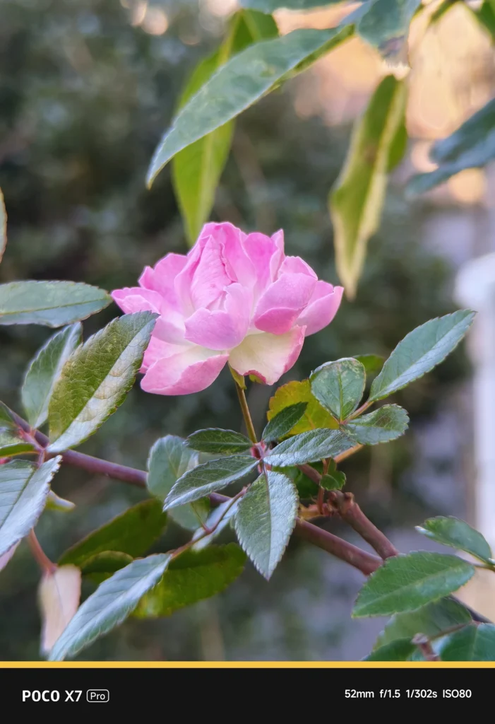 POCO X7 ProとNEEWER LS-71の組み合わせによる花の撮影。アプリ表示52mm・実効焦点距離 約86mm相当。周辺まで解像感を維持した光学望遠の威力。