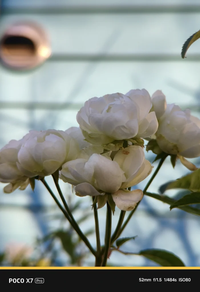 NEEWER 58mm望遠レンズ装着時のPOCO X7 Pro実写。アプリ表示52mm・実効焦点距離 約86mm相当。白バラの立体感と階調豊かな描写性能。