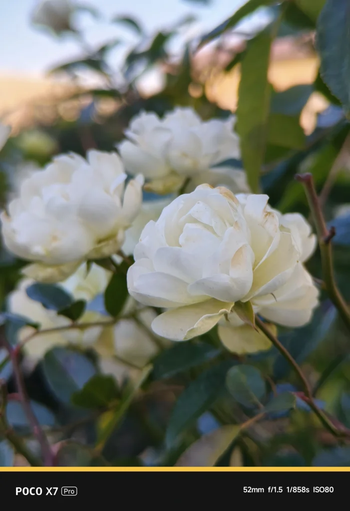 POCO X7 ProとNEEWER 58mm望遠レンズによるバラの撮影。アプリ表示52mm・実効焦点距離 約86mm相当。光学レンズならではの自然な背景ボケ。
