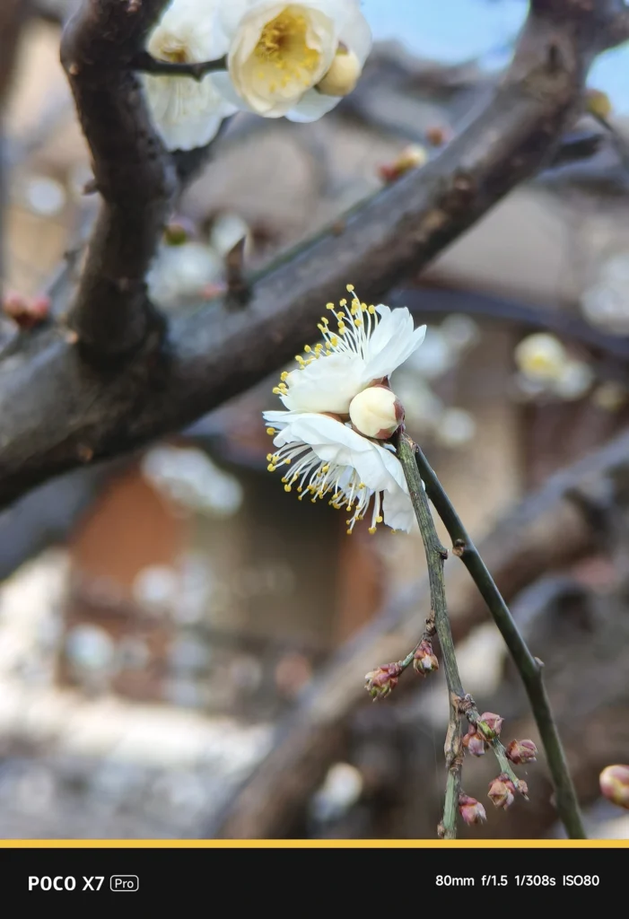 POCO X7 Pro + NEEWER望遠レンズで捉えた白梅。アプリ表示80mm・実効焦点距離 約132mm相当。光学的な圧縮効果により被写体が際立つ作例。
