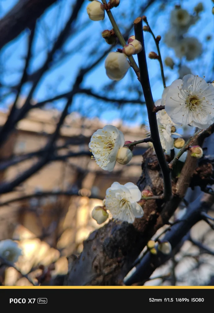 POCO X7 ProとNEEWER LS-71で捉えた白梅。表示52mm・実効焦点距離 約86mm相当。青空とのコントラストと、光学レンズによる歪みのないポートレート画角。