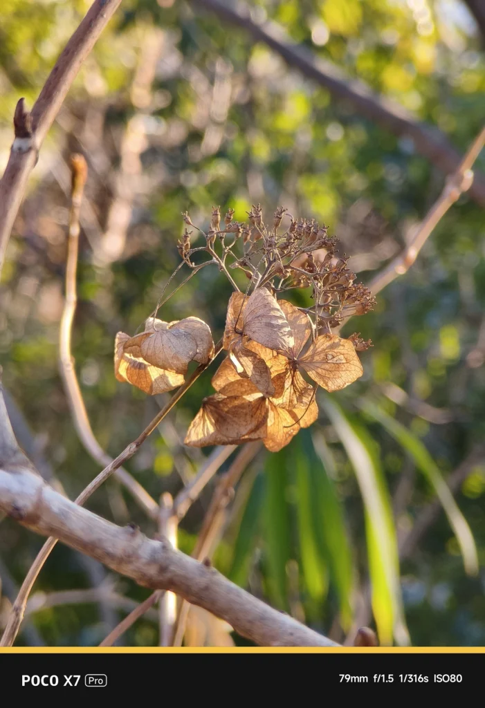 POCO X7 ProにNEEWER LS-71を装着した屋外作例。アプリ表示79mm、実効焦点距離 約130mm相当での圧縮効果とボケ味。