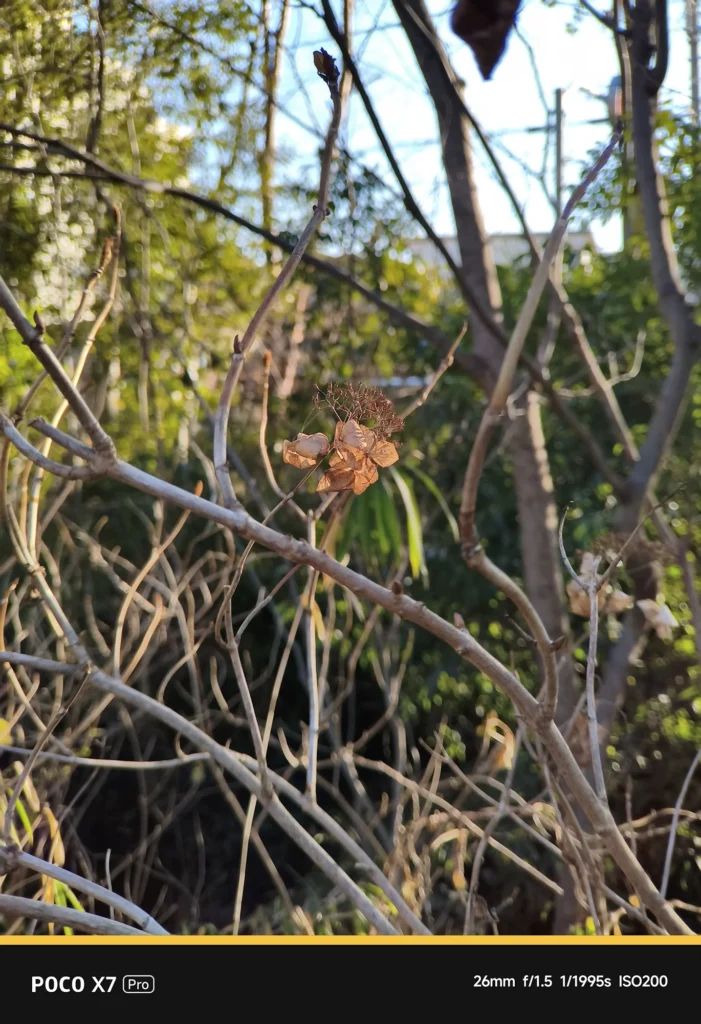 POCO X7 ProにNEEWER LS-71を装着。表示26mm・実効焦点距離 約43mm相当で撮影した被写体。光学的な歪みのなさと自然な画角。