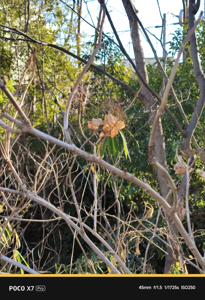 POCO X7 Proを使用して屋外で撮影した45mm画角の風景サンプル。自然光下での植物の解像感とボケ味。