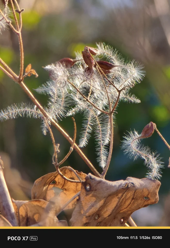 POCO X7 Pro + NEEWER望遠レンズによる望遠マクロ。表示105mm・実効焦点距離 約173mm相当。被写体を引き寄せ、微細な質感を光学的に解像。