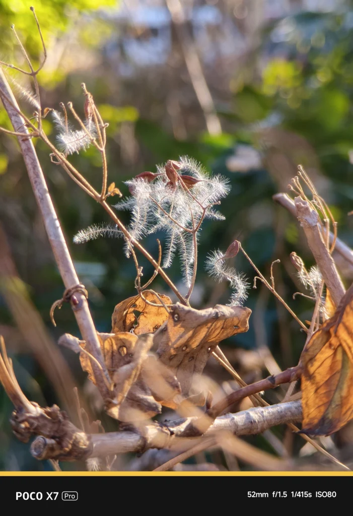 POCO X7 ProにNEEWER LS-71を装着。表示52mm・実効焦点距離 約86mm相当。逆光に透ける植物の綿毛を捉えた、光学望遠ならではの繊細な描写。