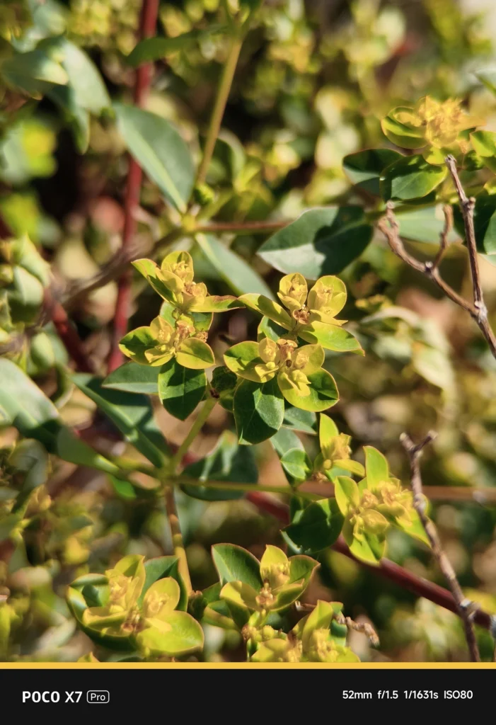 NEEWER LS-71装着時のPOCO X7 Pro実写サンプル。表示52mm・実効焦点距離 約86mm相当。周辺減光を抑え、葉の細部まで均一に解像した実力検証画像。