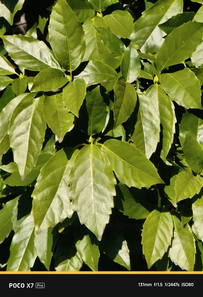 POCO X7 Pro + NEEWER望遠レンズ。表示131mm、実効焦点距離 約216mm相当。光学性能を極限まで活かした望遠クローズアップ。